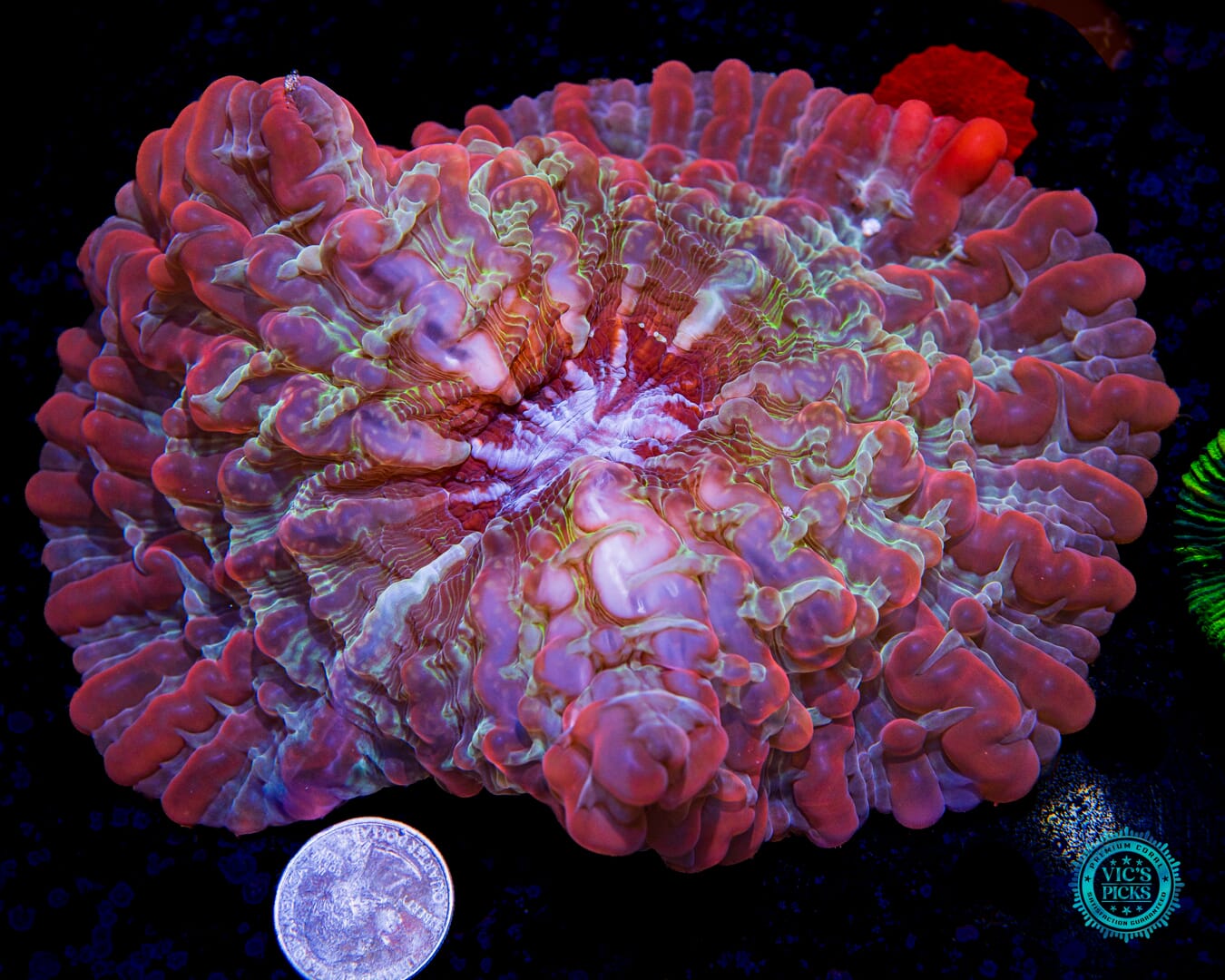 Lava Lamp Indophyllia - Actinic Photo