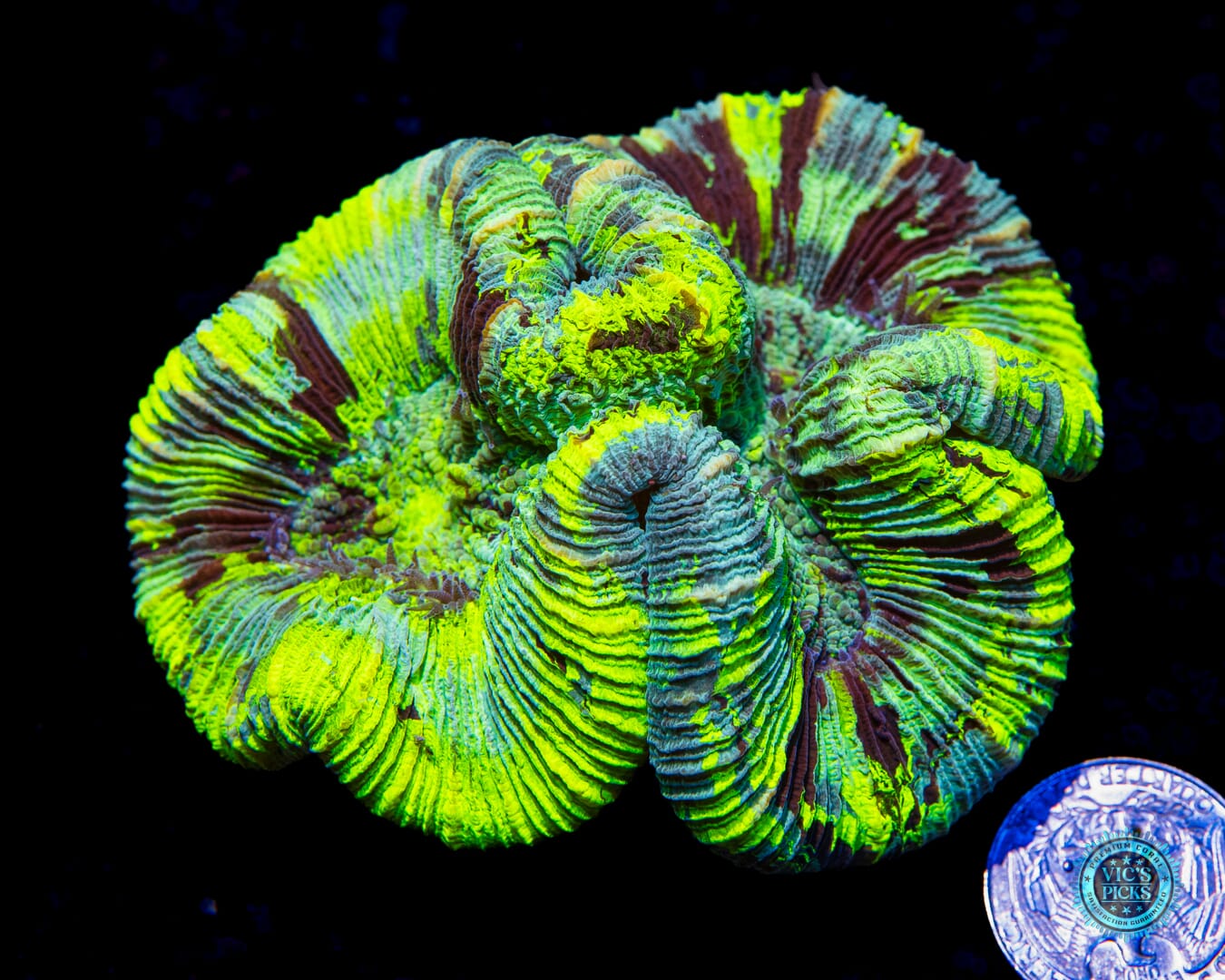 Poison Cloud Trachyphyllia - Actinic Photo
