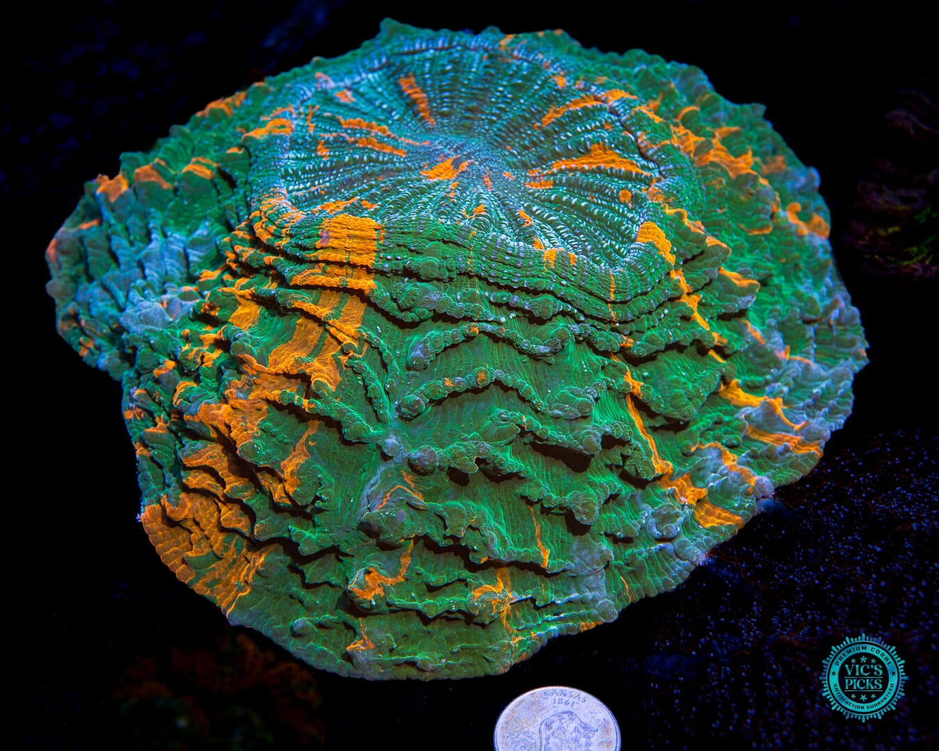Gatorland Acanthophyllia - Actinic Photo