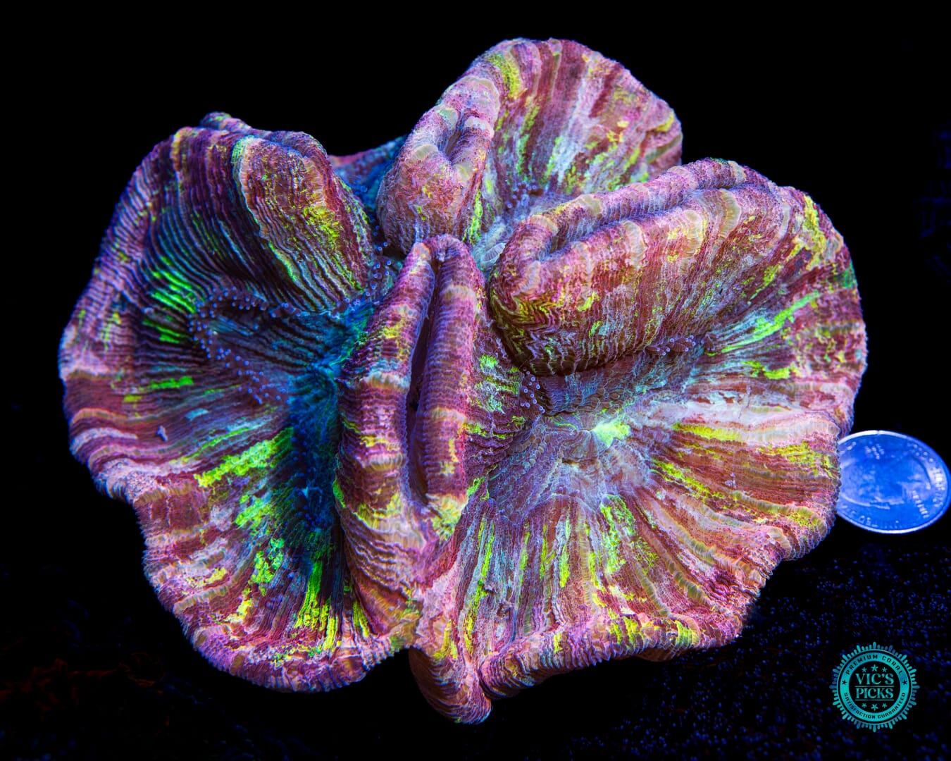 Paintball Paradise Trachyphyllia - Actinic Photo