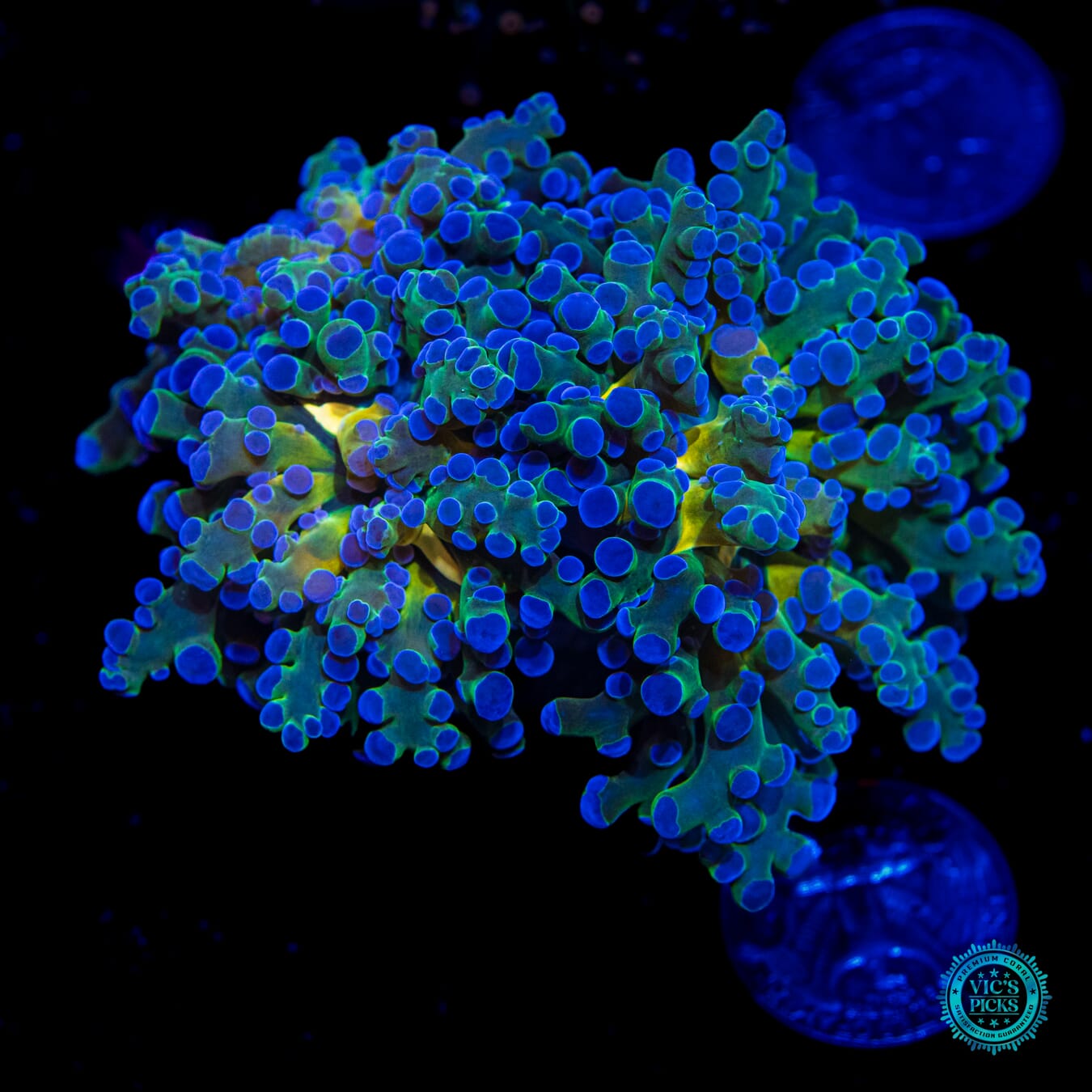 Ocean Potion Branching Frogspawn - Daylight Photo