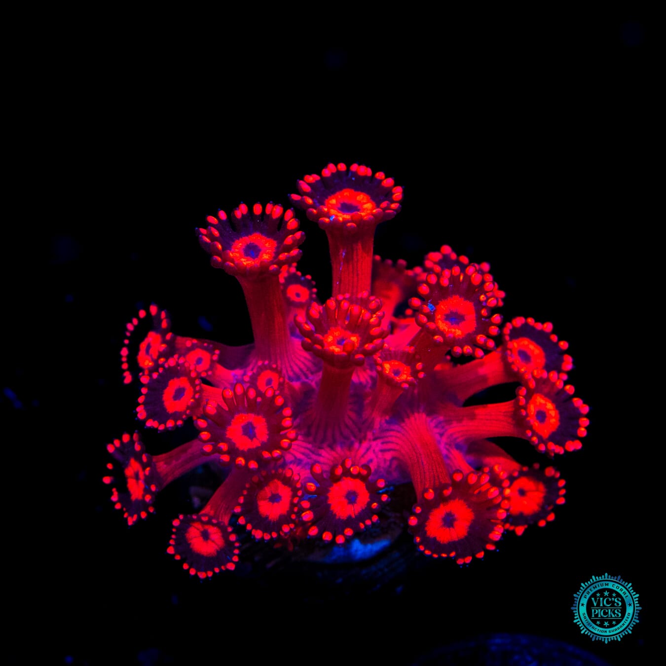 Ragin Rojo Goniopora - Daylight Photo