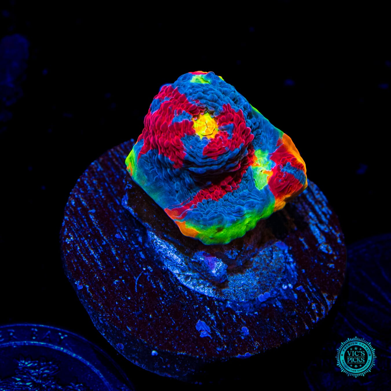 WWC Jellybean Rainbow Chalice - Daylight Photo