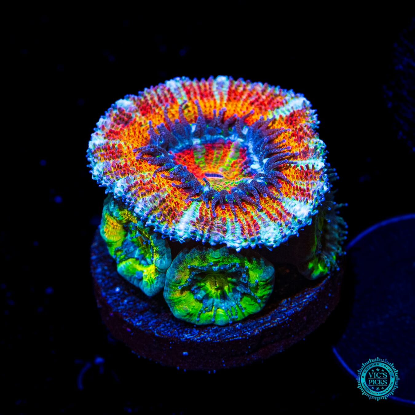 WWC Clown Car Aussie Lord - Daylight Photo