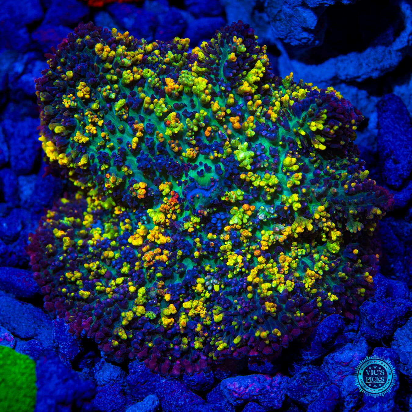 Magic Carpet Mushroom - Daylight Photo