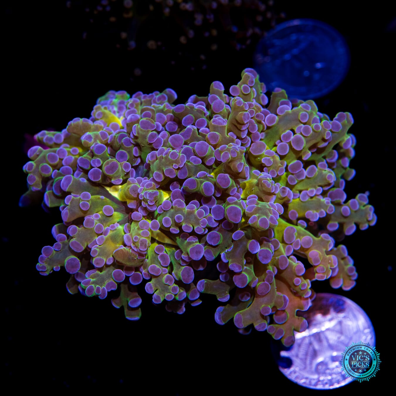 Ocean Potion Branching Frogspawn - Actinic Photo