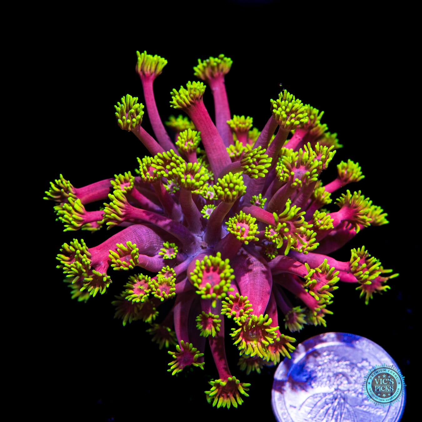 WWC Hollywood Nights Goniopora - Actinic Photo