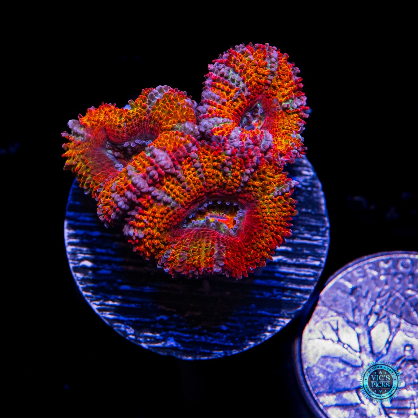 WWC Fairy Tales Aussie Lord - Actinic Photo
