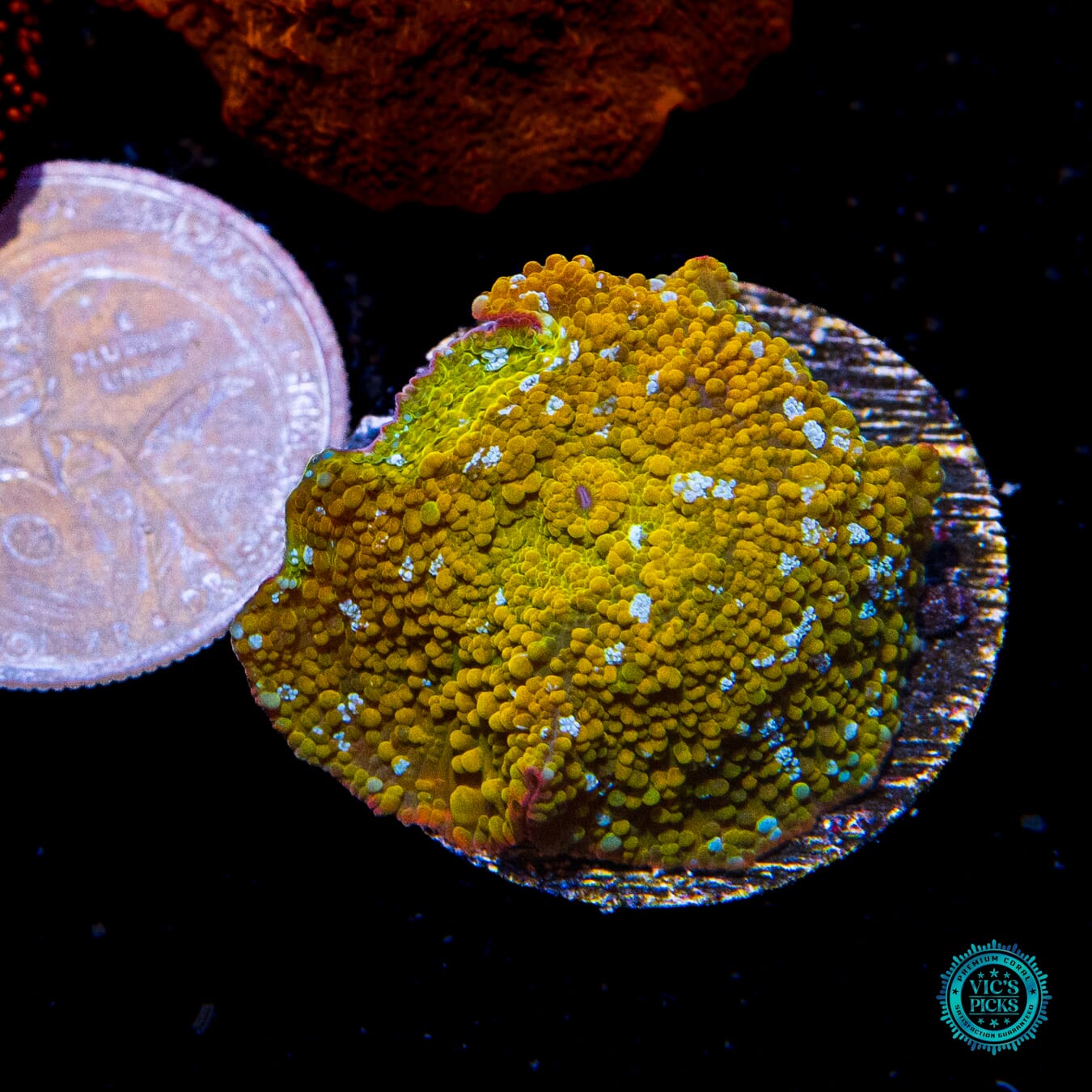 Hidden Temple Disco Mushroom - Actinic Photo