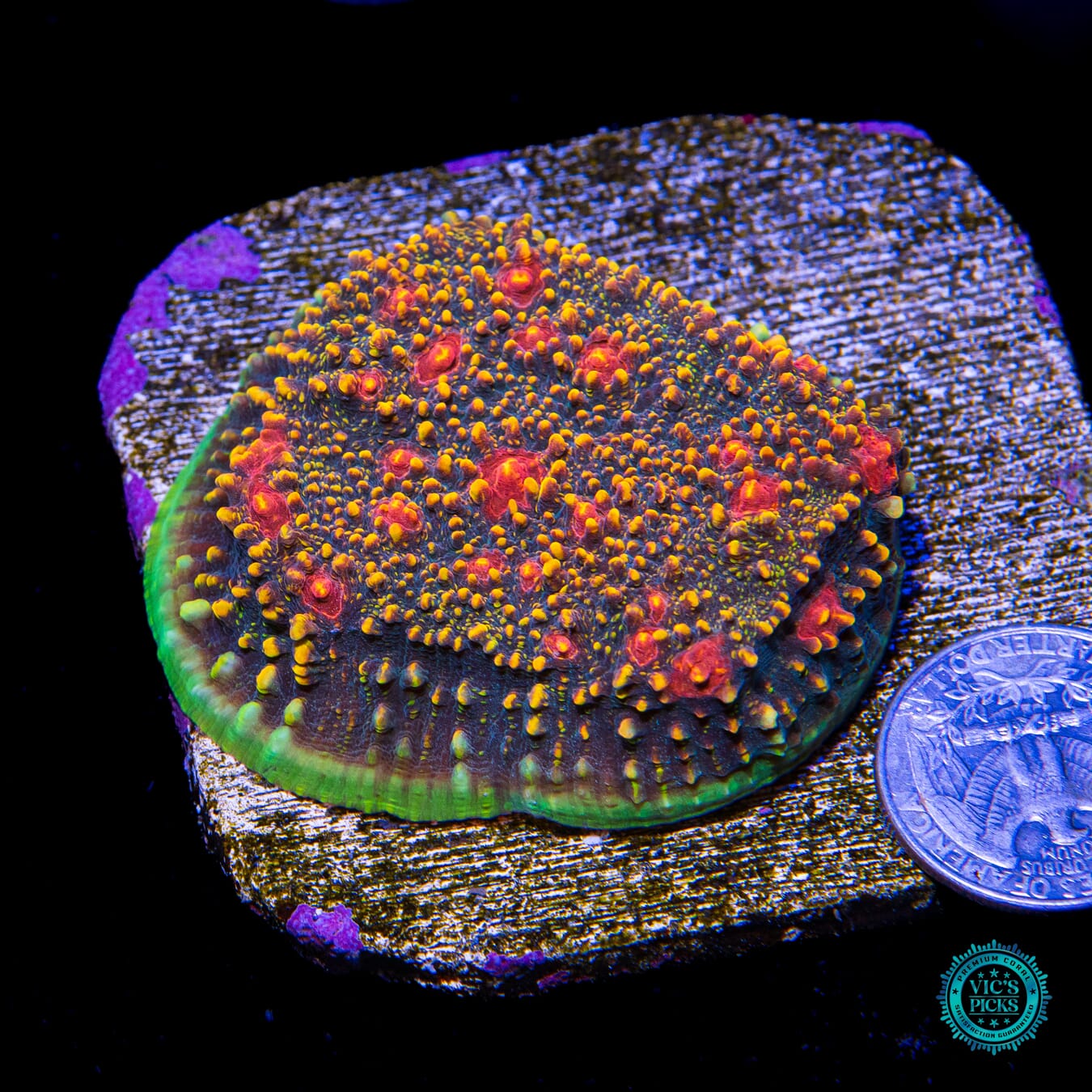 WWC Mountain Dew Chalice - Actinic Photo
