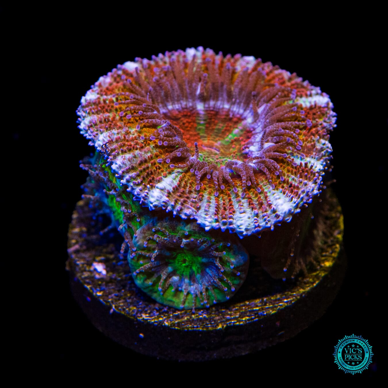 WWC Clown Car Aussie Lord - Actinic Photo