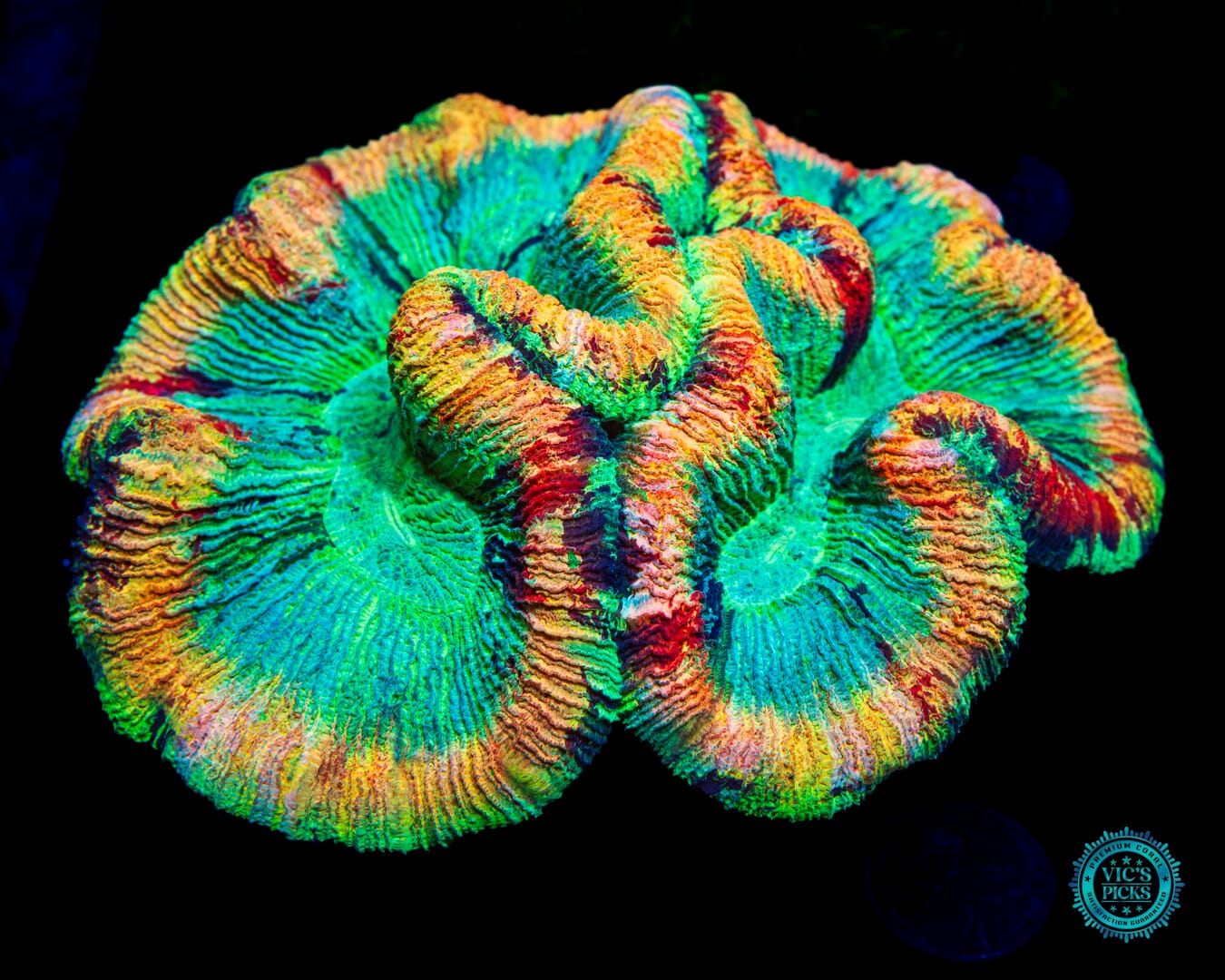 Mango Madness Trachyphyllia - Daylight Photo