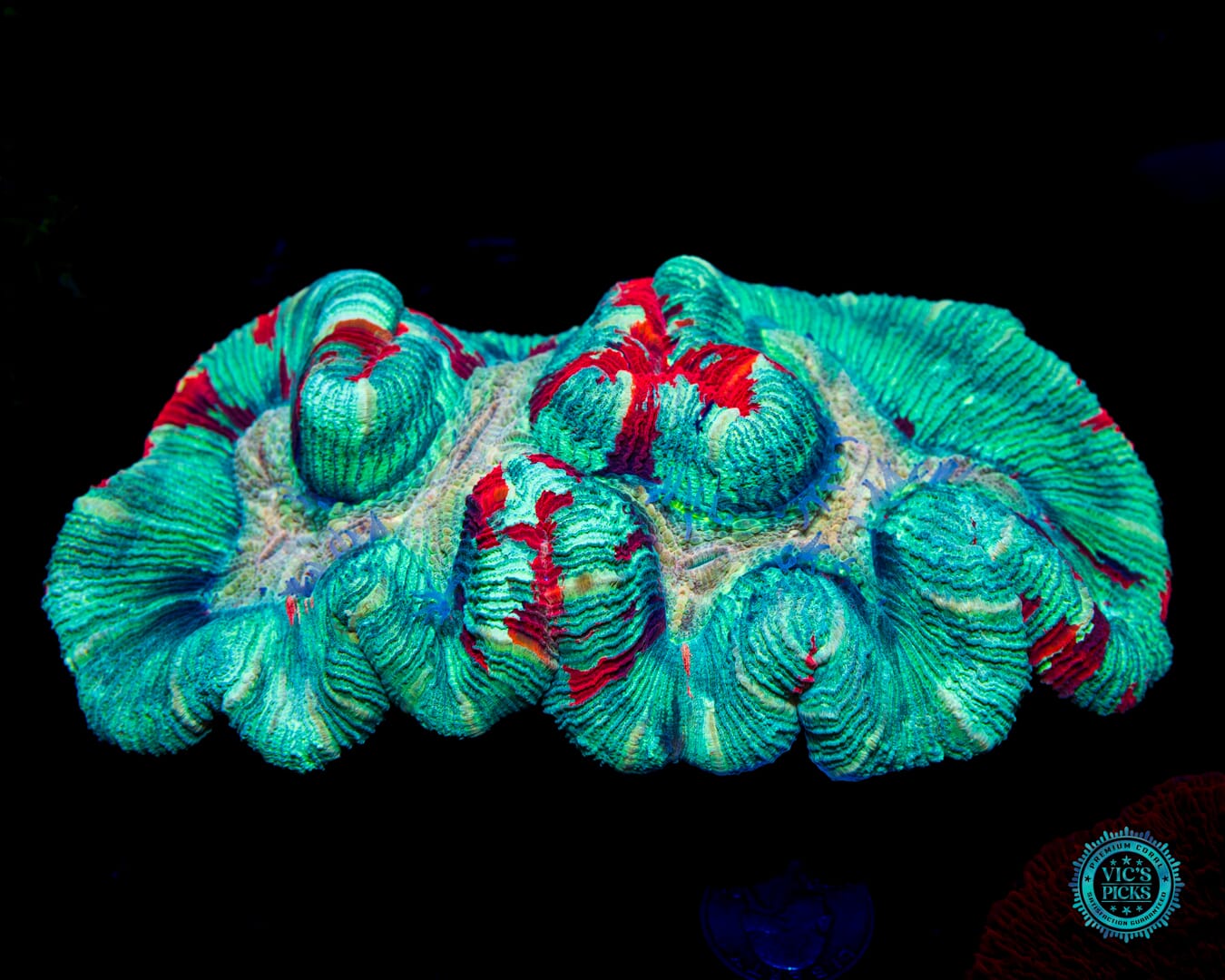 Scarlet Seafoam Trachyphyllia - Daylight Photo