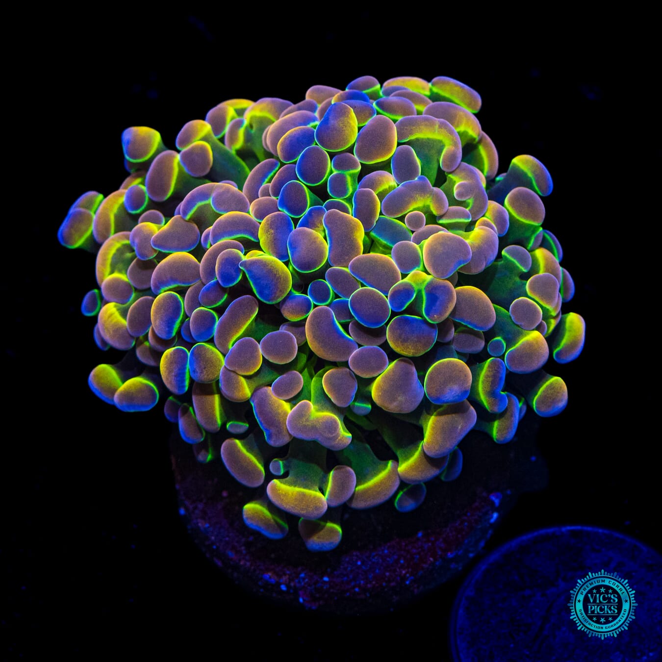 Holy Grail Branching Hammer - Daylight Photo