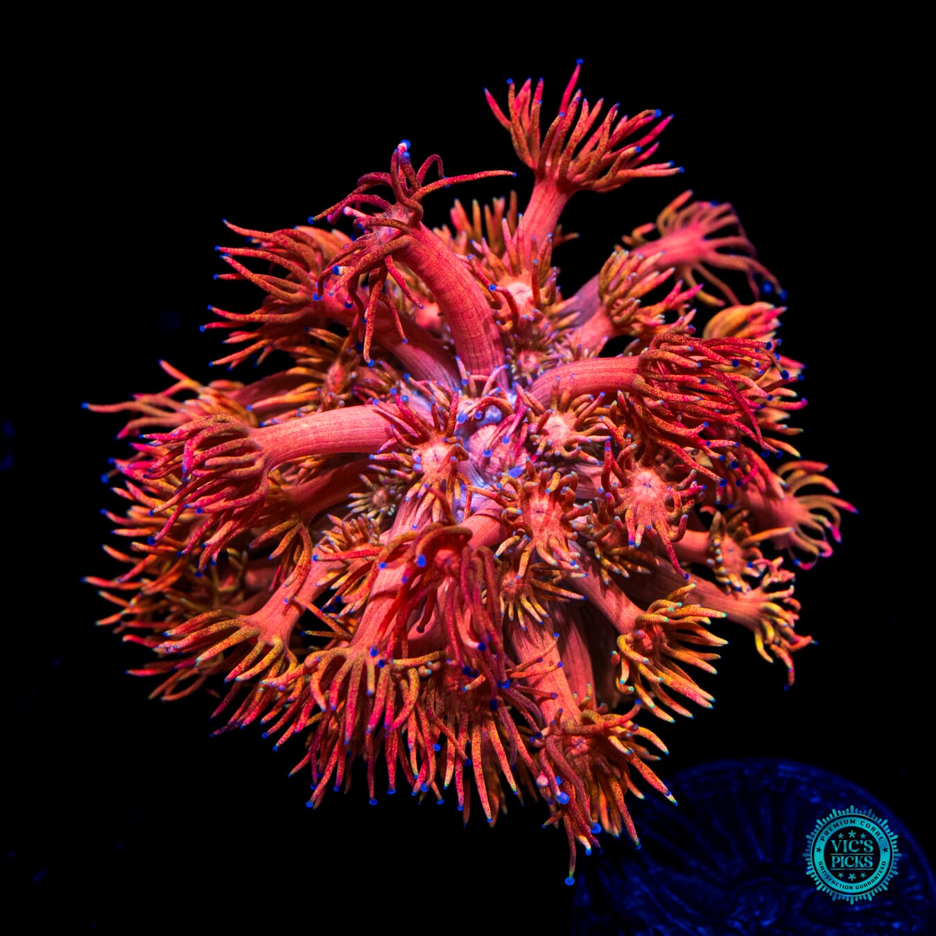 WWC Mango King Goniopora - Daylight Photo