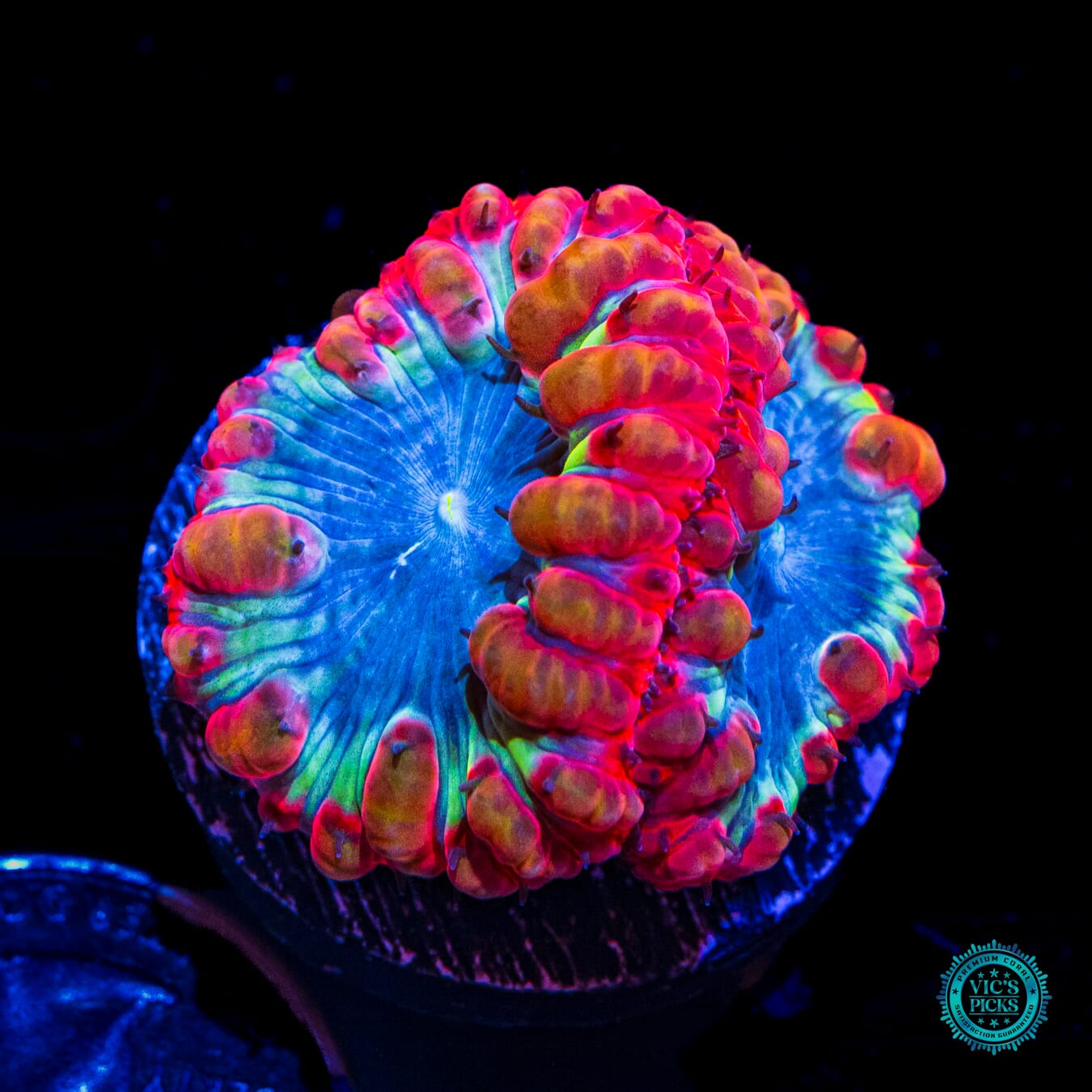 Intergalactic Explosion Blastomussa - Daylight Photo