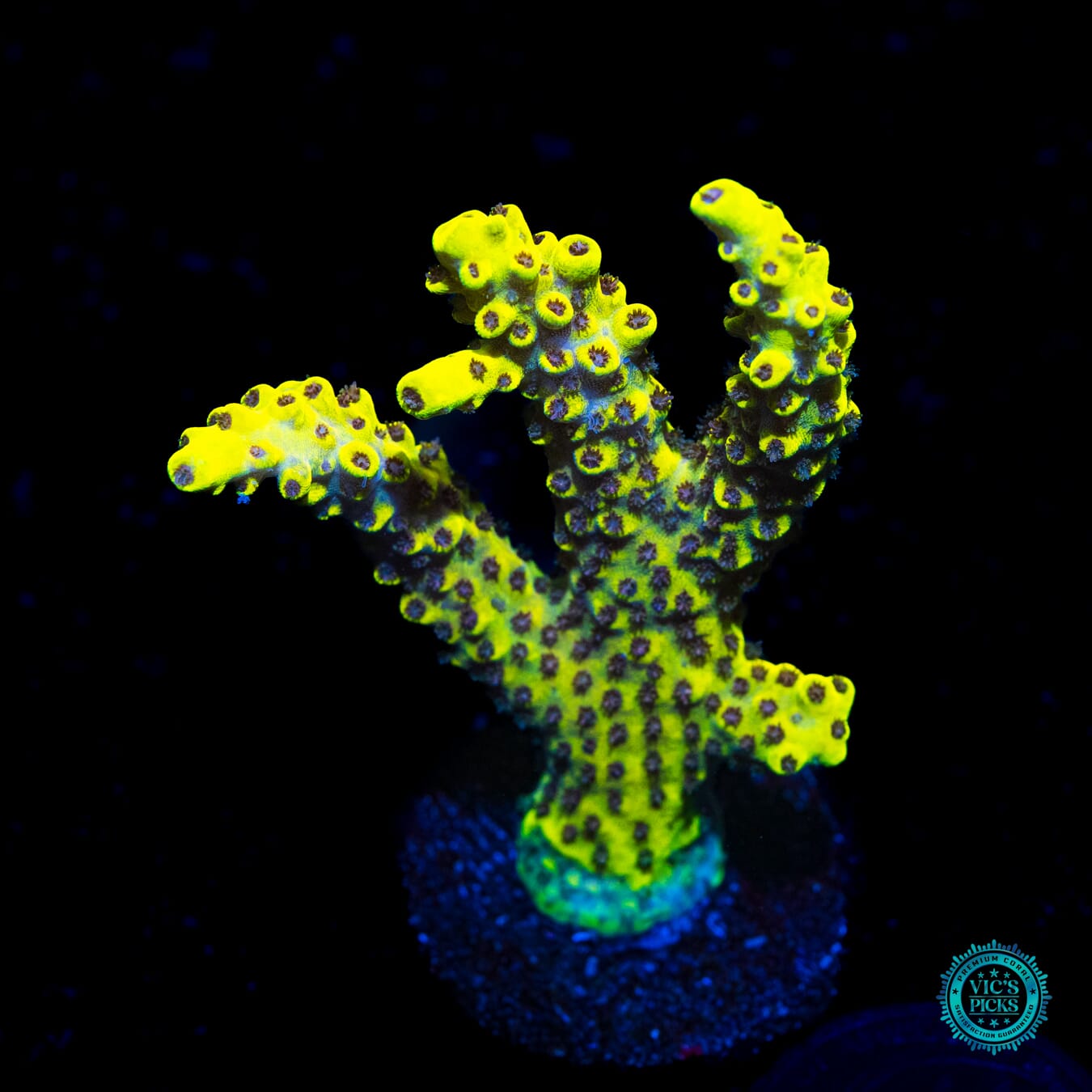 WWC After Hours Acropora - Daylight Photo