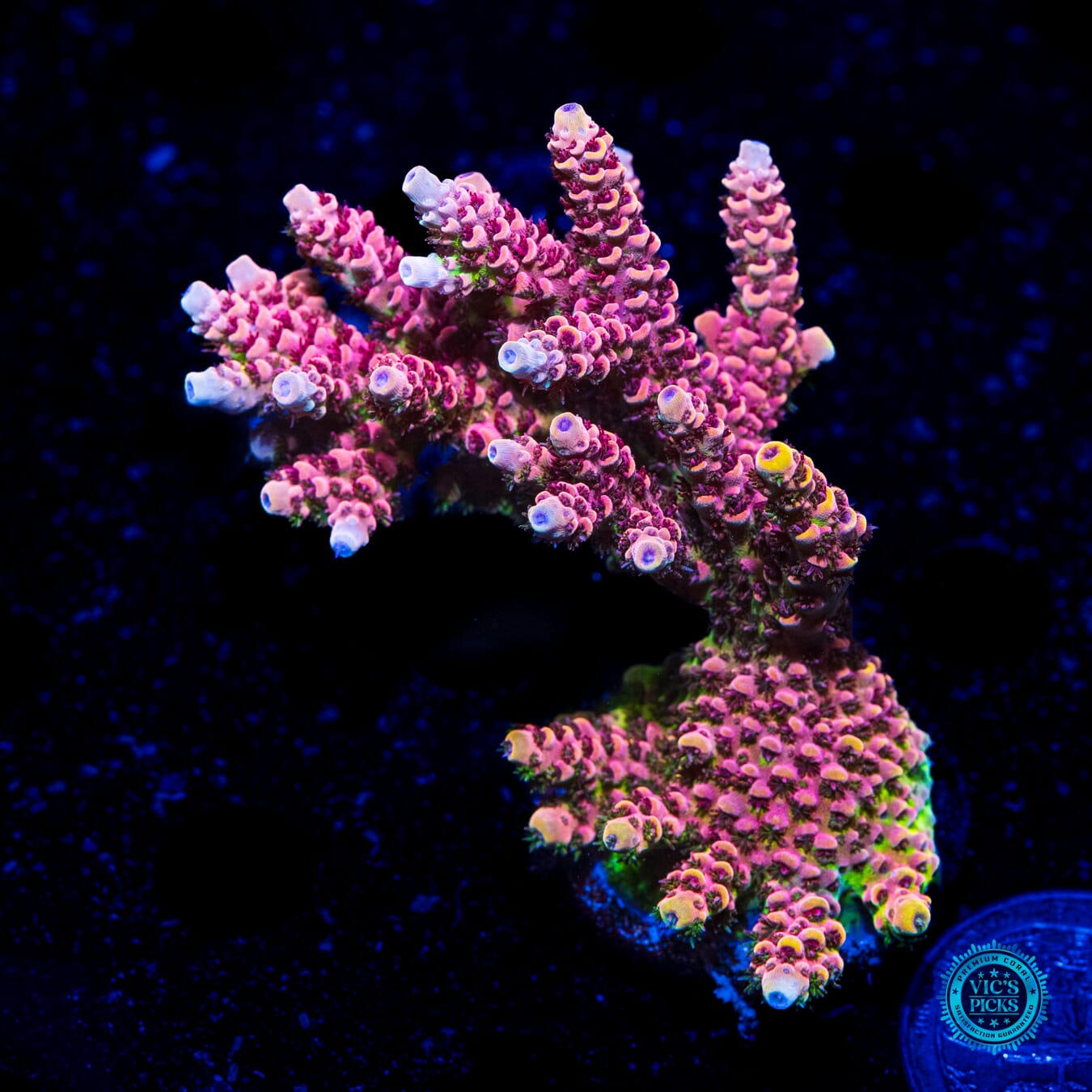 WWC Dragon Slayer Acropora - Daylight Photo
