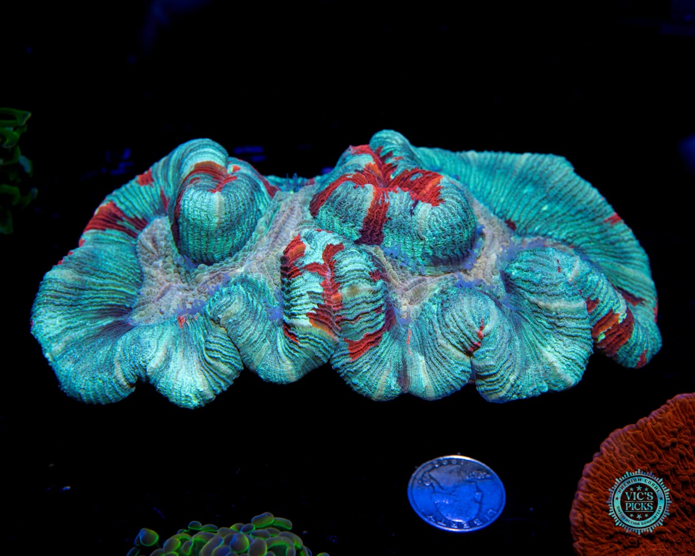 Scarlet Seafoam Trachyphyllia - Actinic Photo