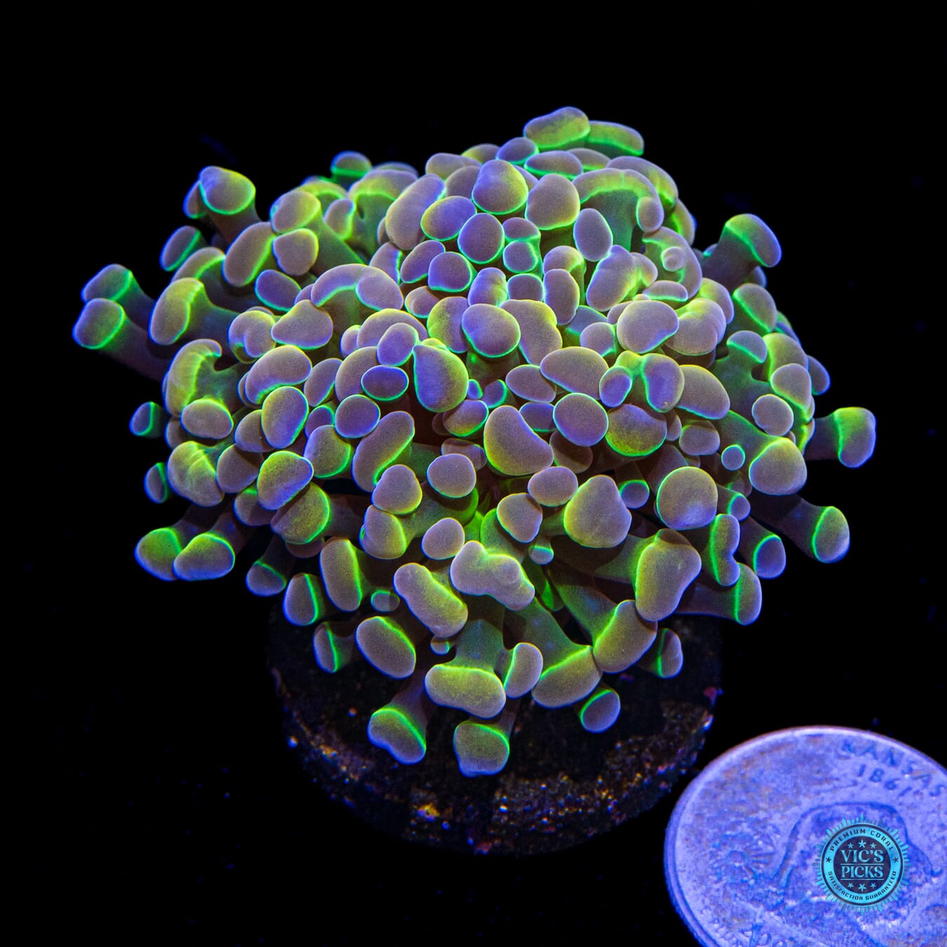 Holy Grail Branching Hammer - Actinic Photo