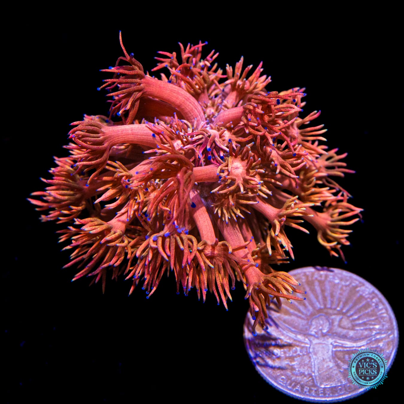 WWC Mango King Goniopora - Actinic Photo