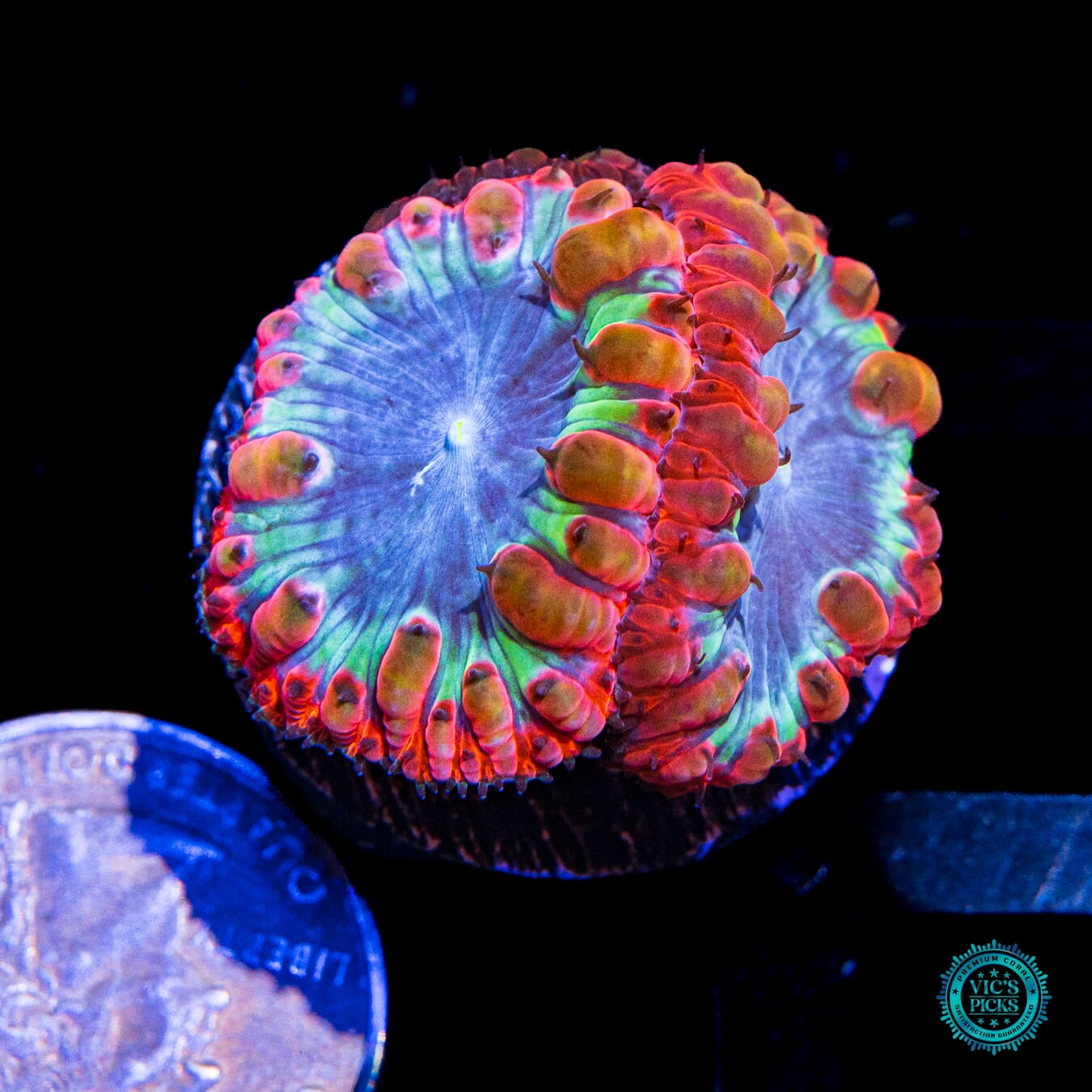 Intergalactic Explosion Blastomussa - Actinic Photo