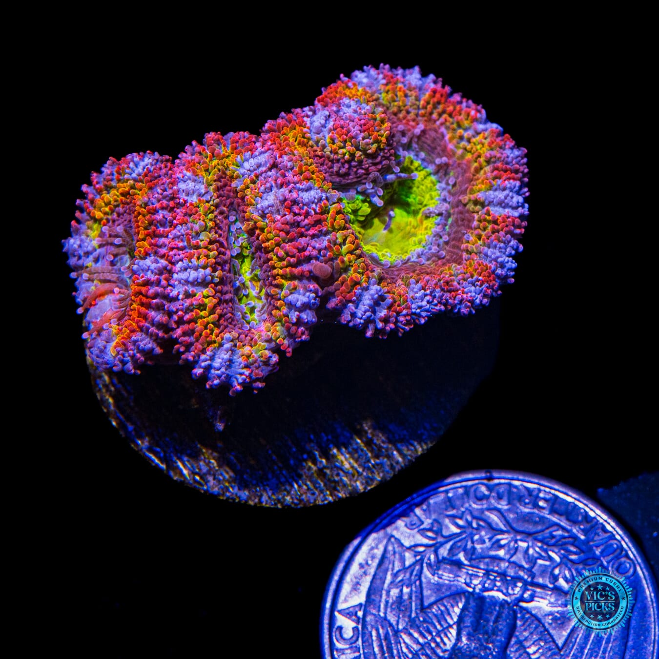Lucky Charms Aussie Lord - Actinic Photo