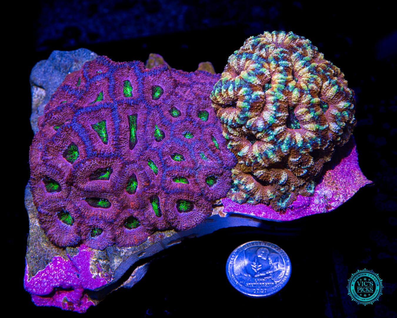 Homegrown Grape Ape and Desert Rose Combo Aussie Lord - Actinic Photo