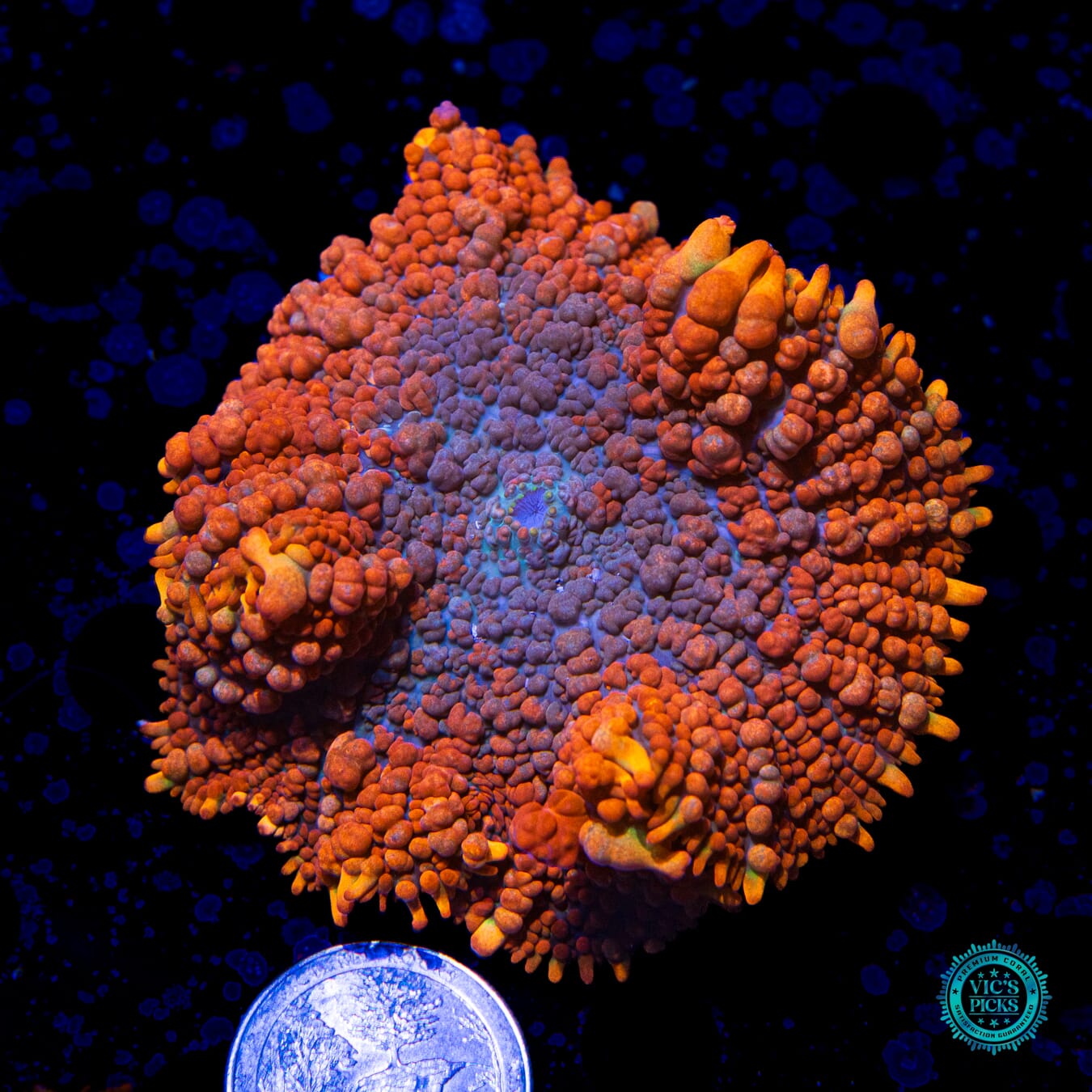 WWC King Julius Rhodactis Mushroom - Actinic Photo