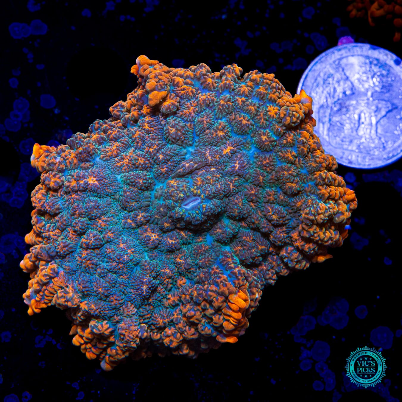 WWC Dragon Pulse Rhodactis Mushroom - Actinic Photo