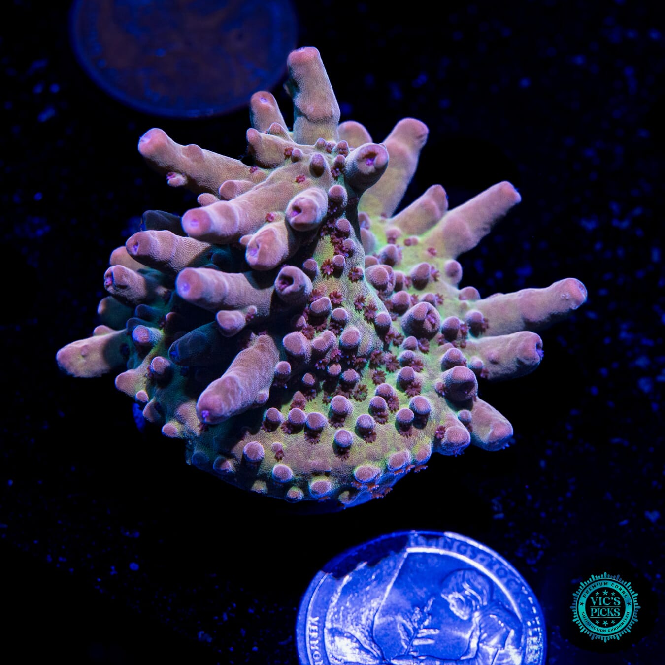 WWC Big Hoss Acropora - Actinic Photo