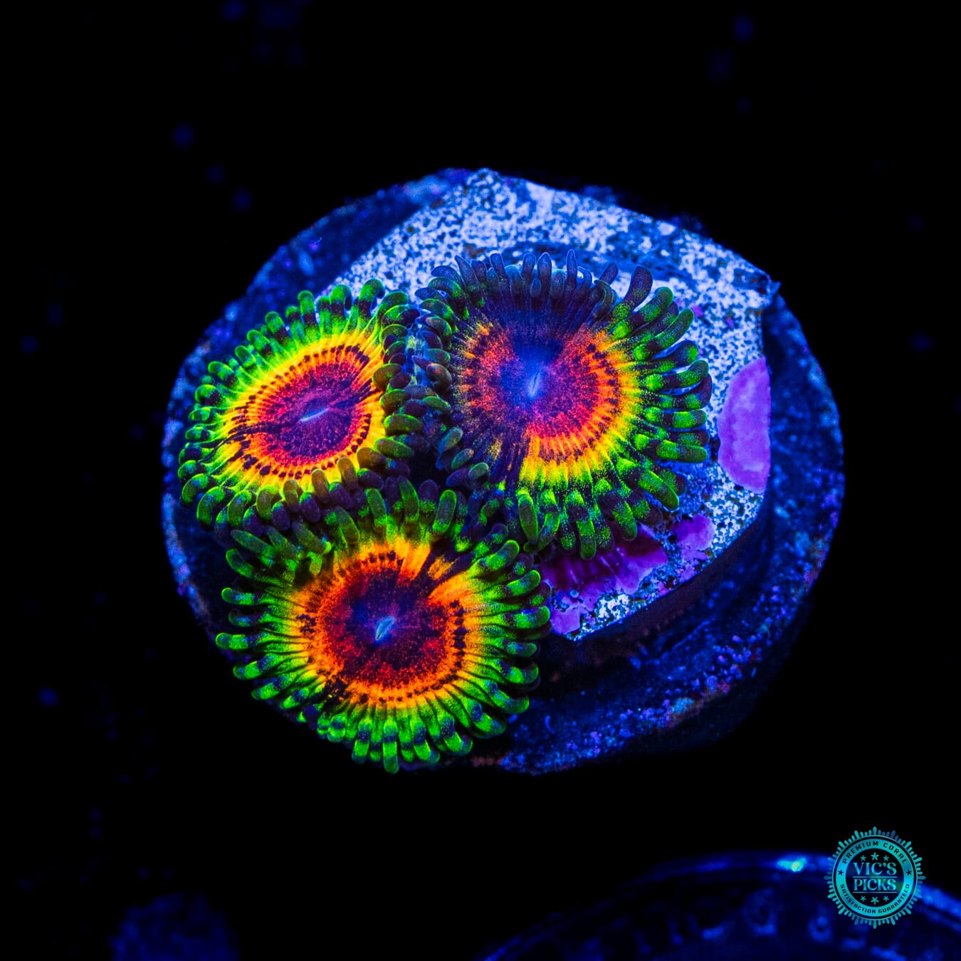 Little Shop of Horrors Zoanthids - Daylight Photo