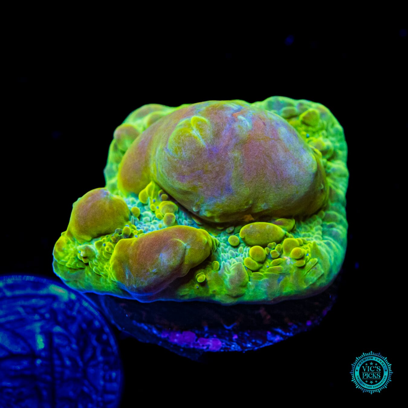 WWC Cosmic Candy Bounce Chalice - Daylight Photo