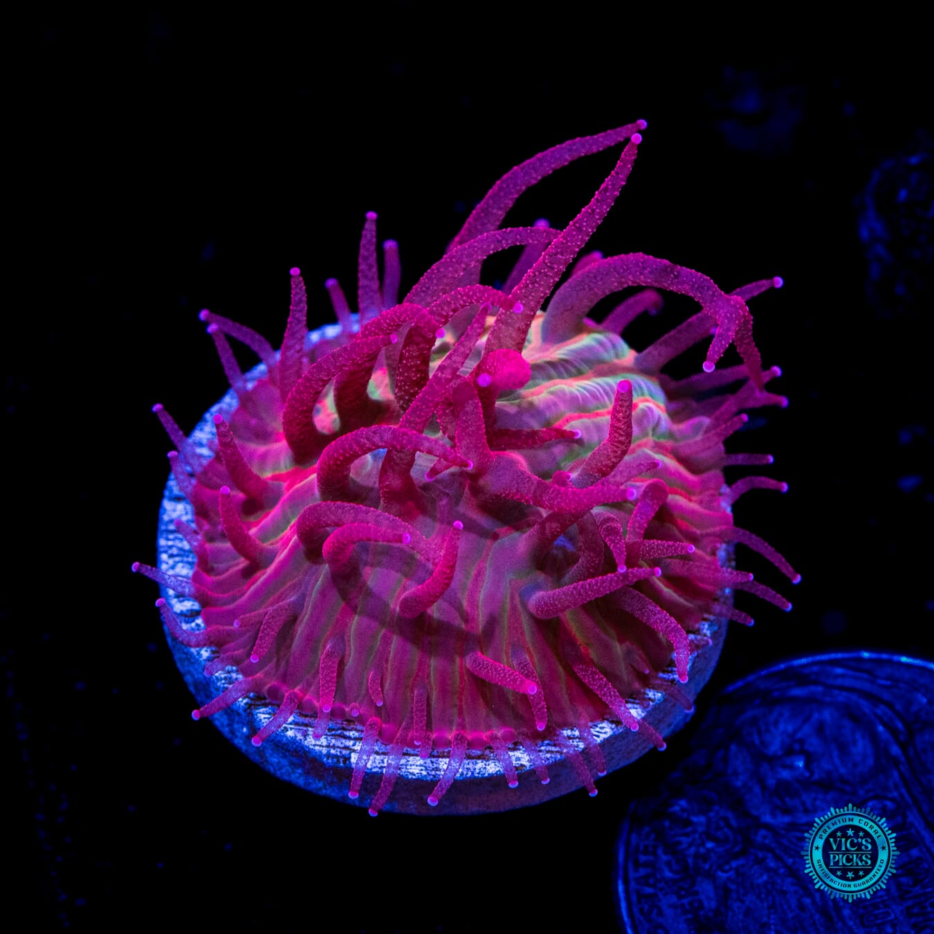 WWC Zombie Apocalypse Diaseris Plate Coral - Daylight Photo