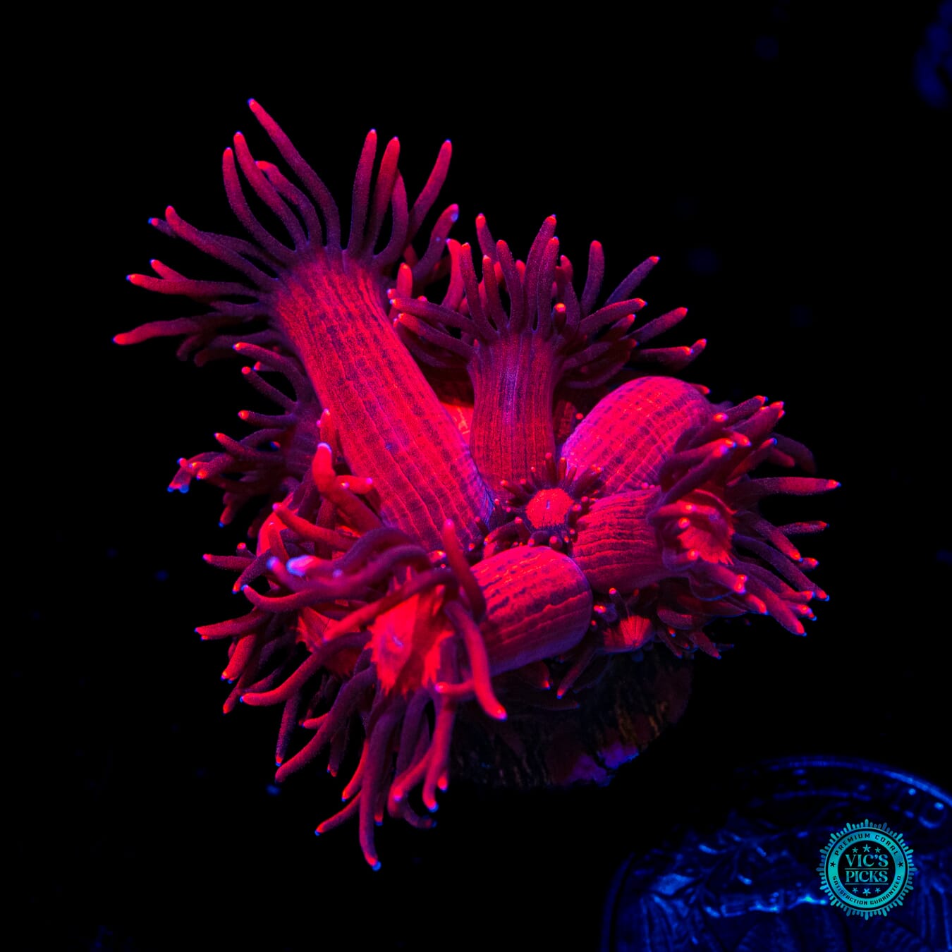 WWC Ragnarok Goniopora - Daylight Photo