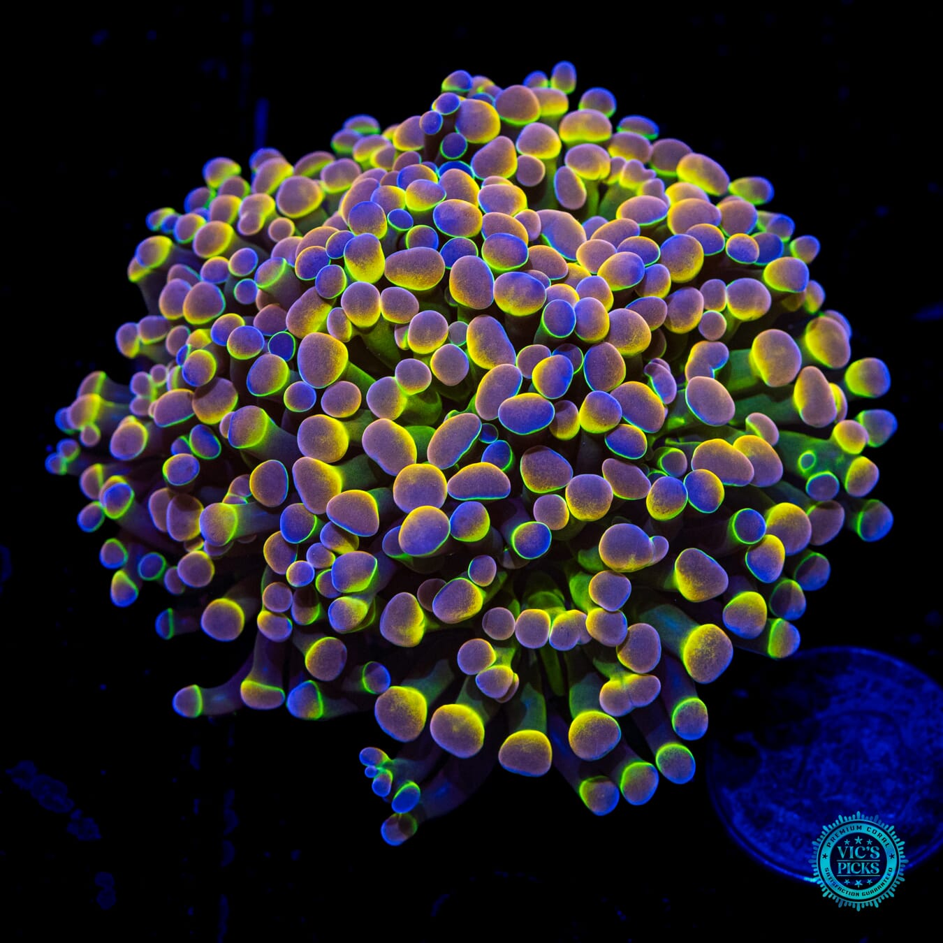 Holy Grail Branching Hammer - Daylight Photo