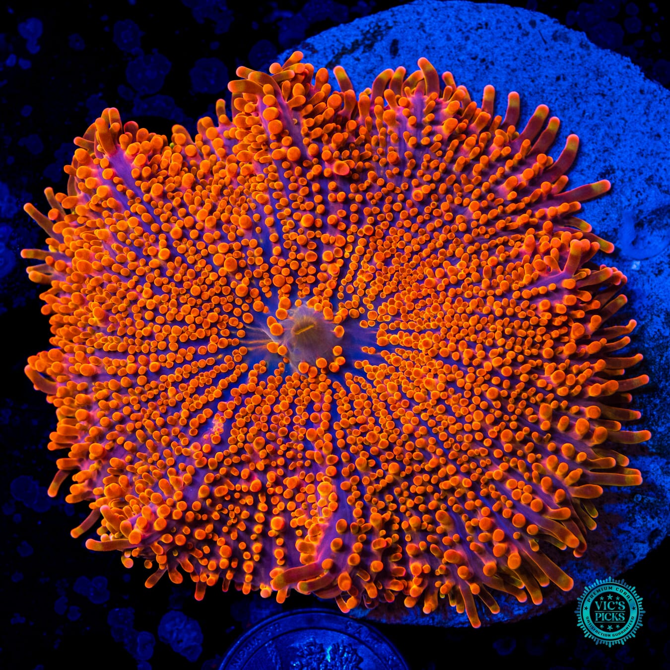 Gigantic Blazin Yuma Mushroom - Daylight Photo