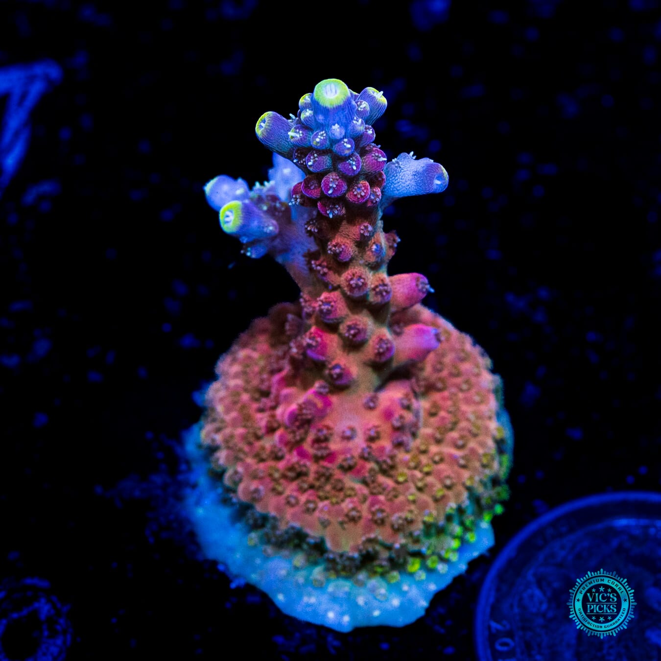 Jason Fox Shock Tart Acropora - Daylight Photo