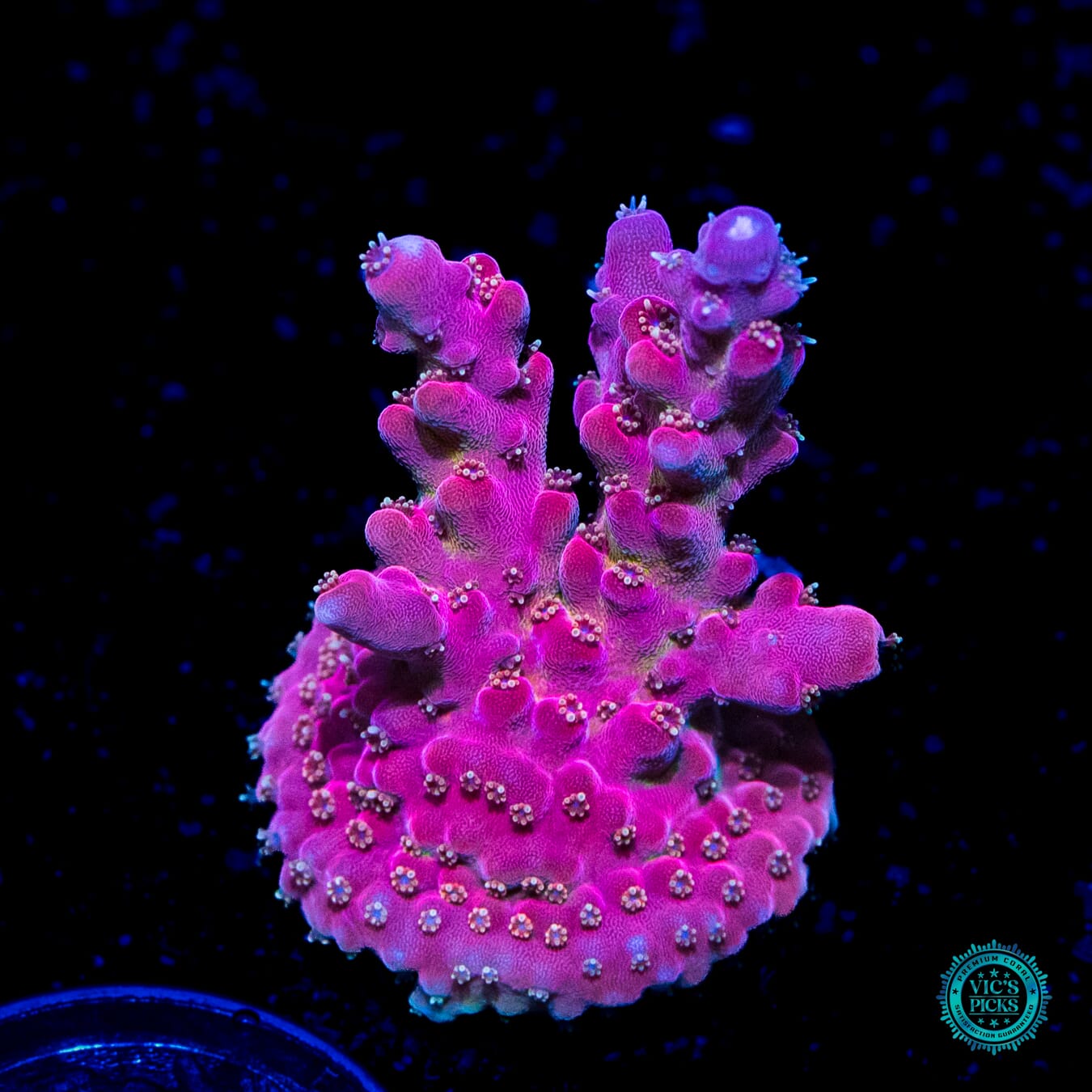 WWC Whiplash Acropora - Daylight Photo