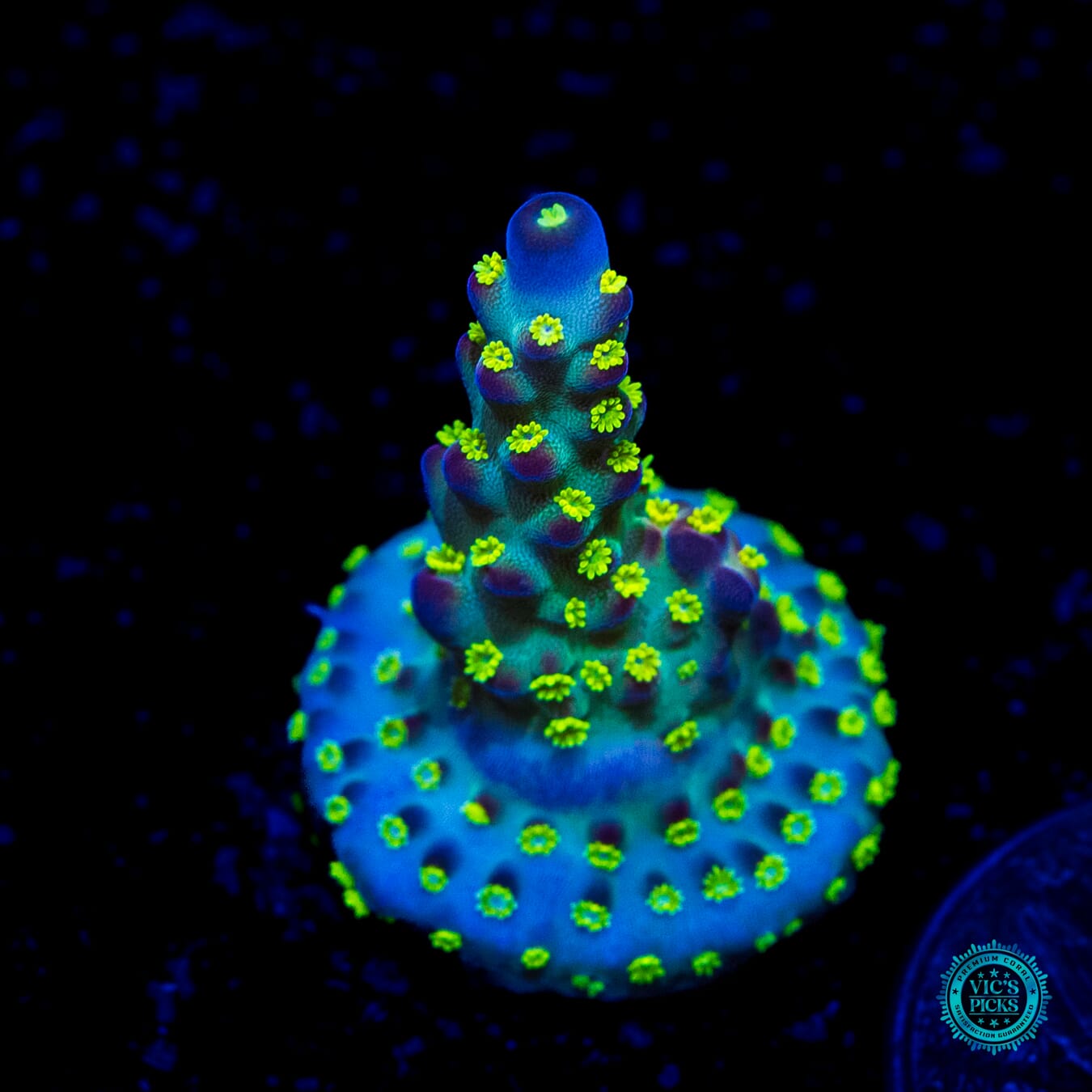Jason Fox Fantasy Island Acropora - Daylight Photo