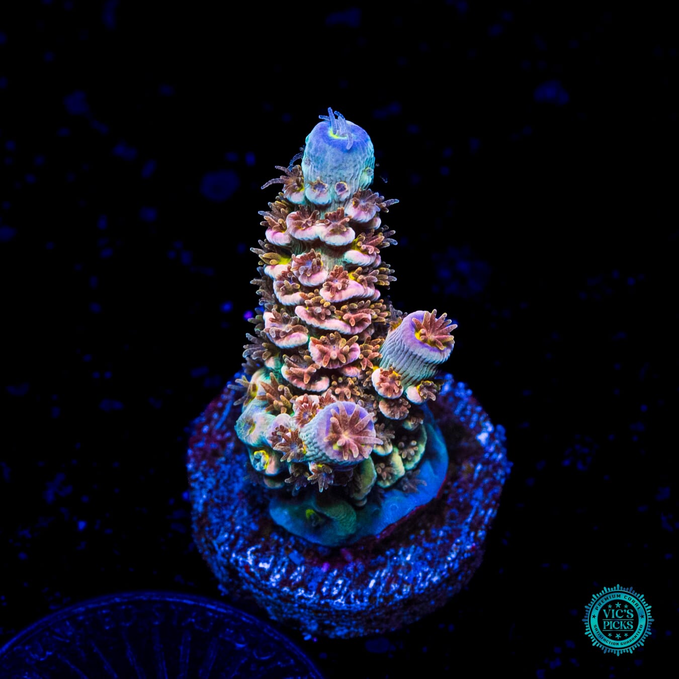 WWC Painkiller Tenuis Acropora - Daylight Photo