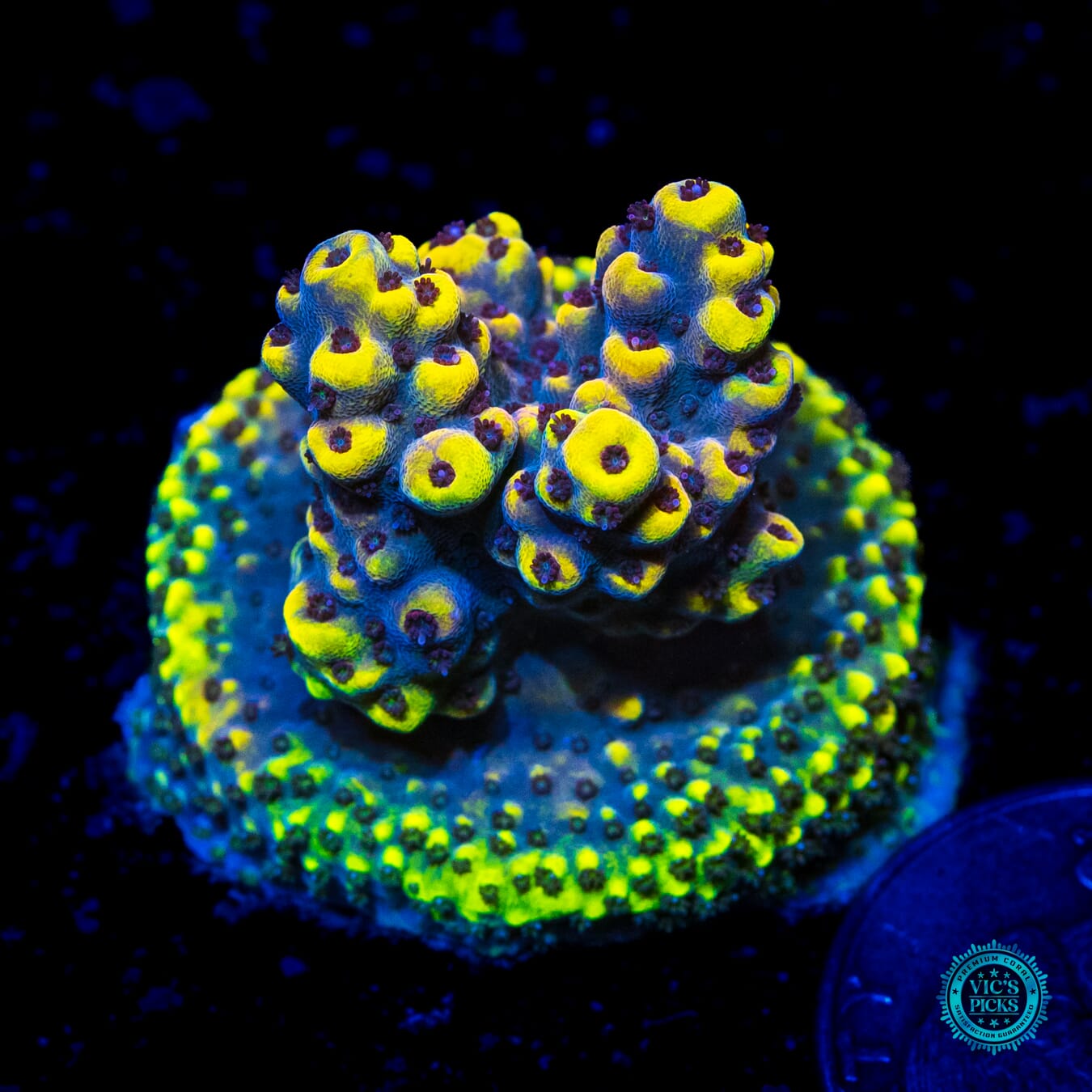 WWC Honeycomb Acropora - Daylight Photo