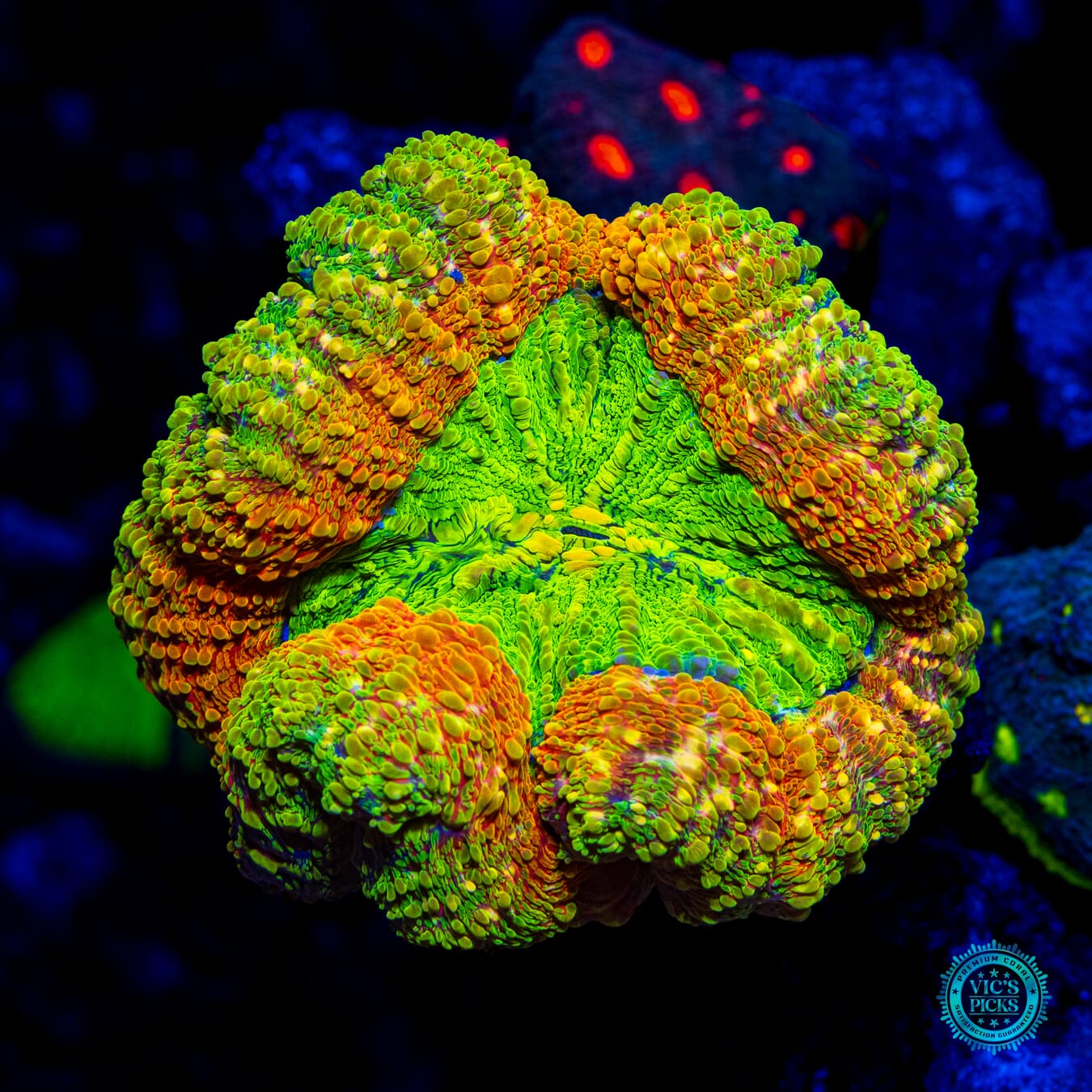 Venom King Lobophyllia - Daylight Photo