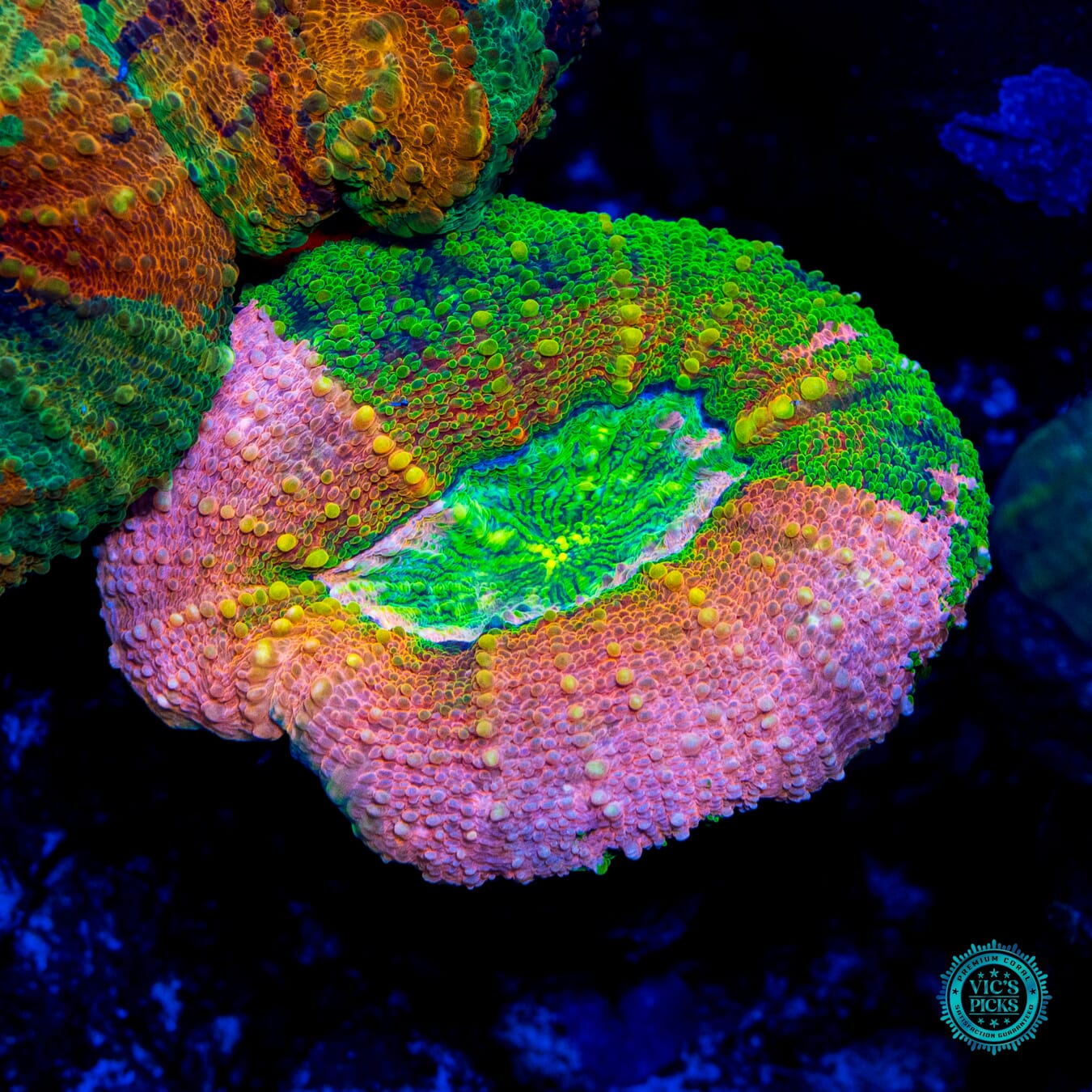 Flamingo Island Lobophyllia - Daylight Photo
