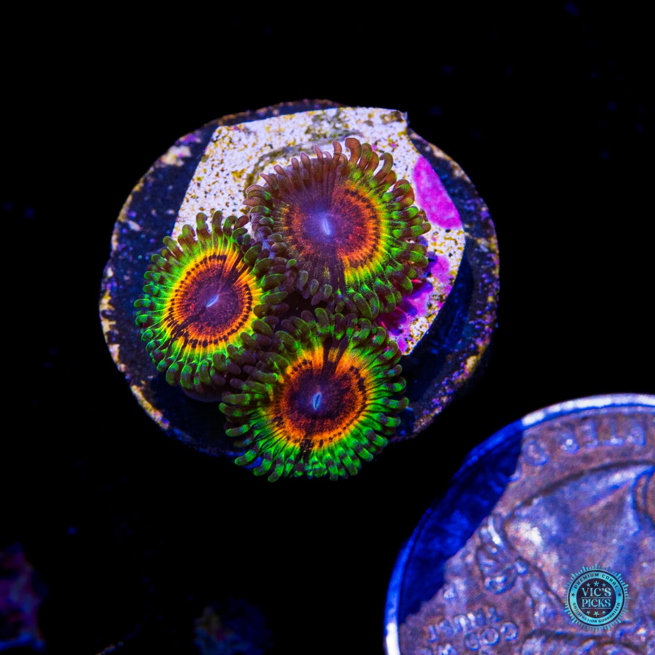 Little Shop of Horrors Zoanthids - Actinic Photo