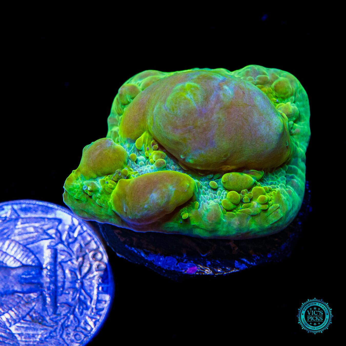 WWC Cosmic Candy Bounce Chalice - Actinic Photo