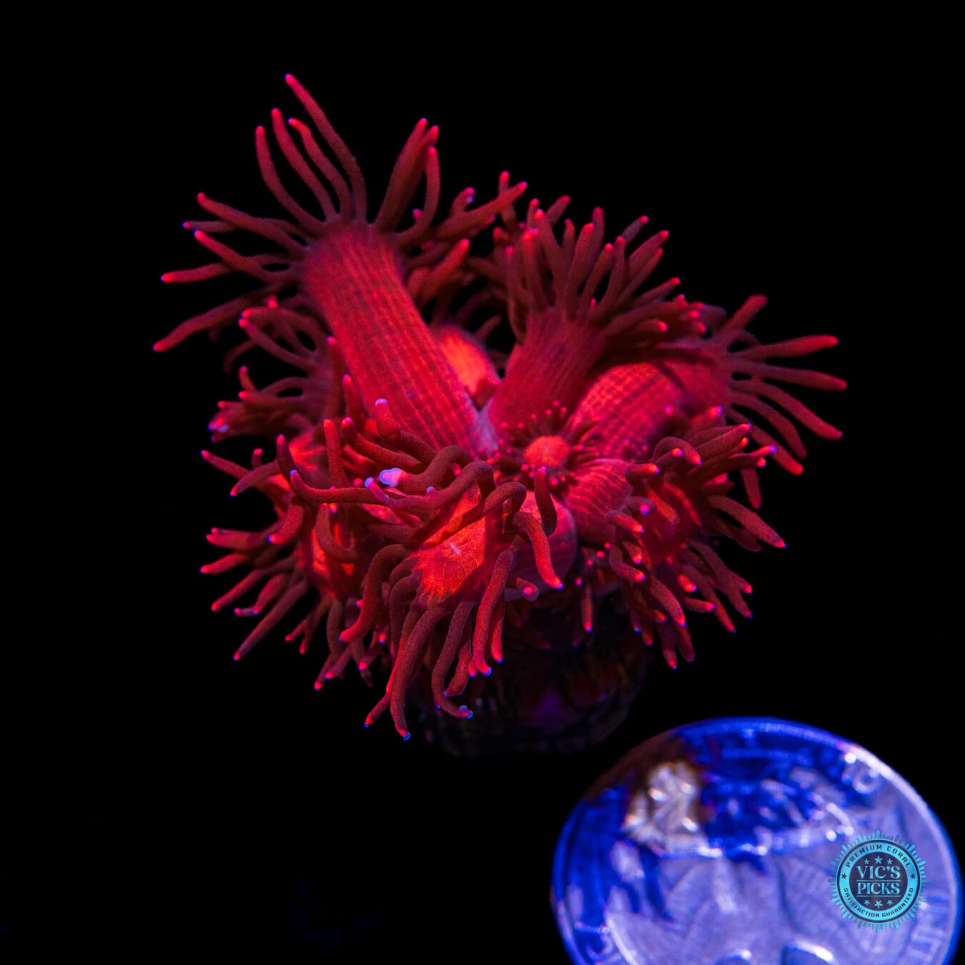 WWC Ragnarok Goniopora - Actinic Photo