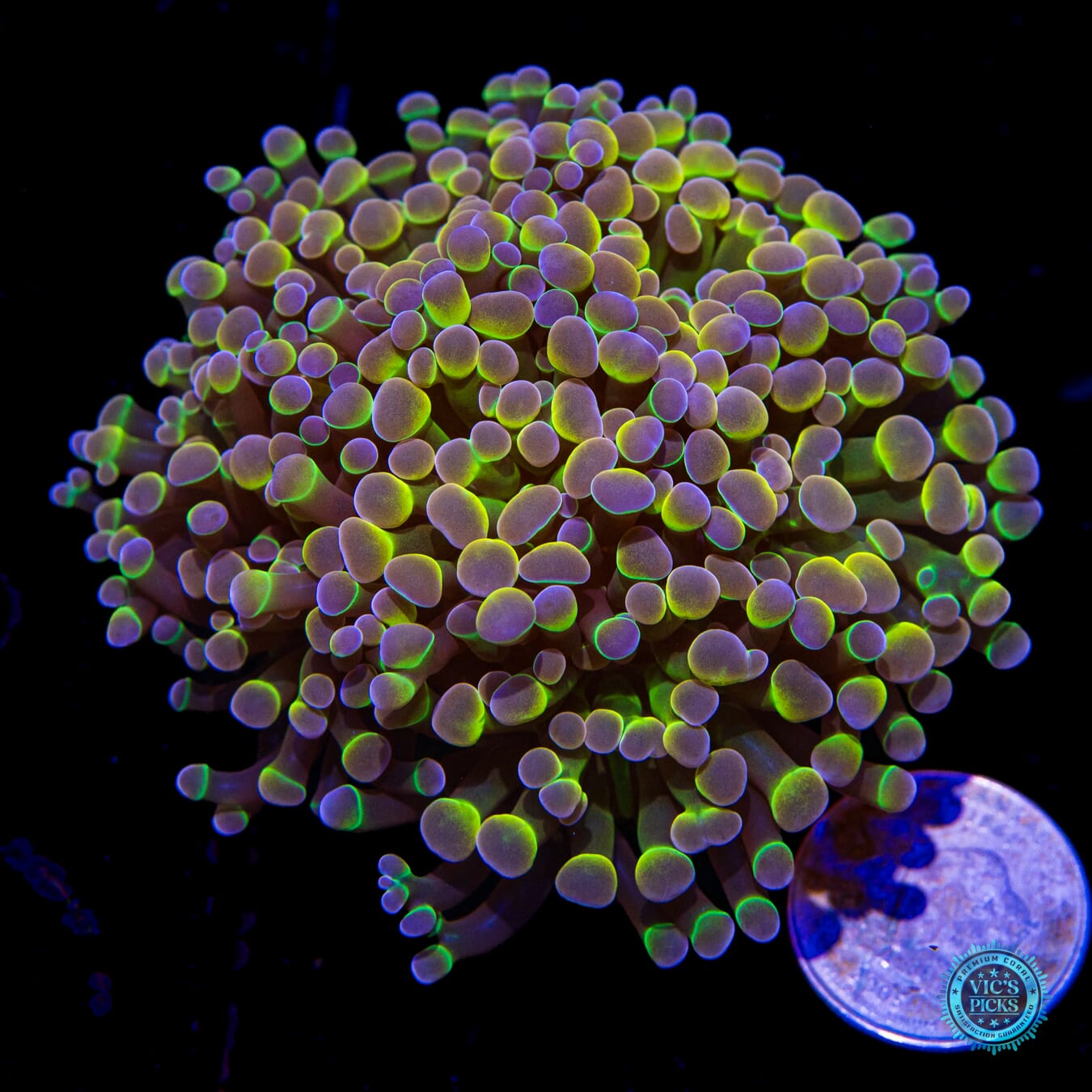 Holy Grail Branching Hammer - Actinic Photo