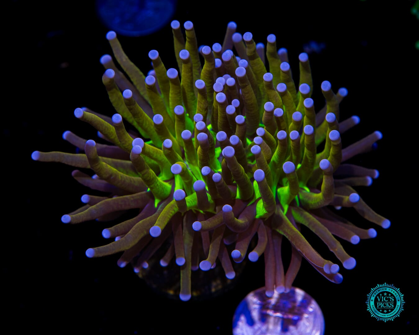 Fel Flame Torch - Actinic Photo