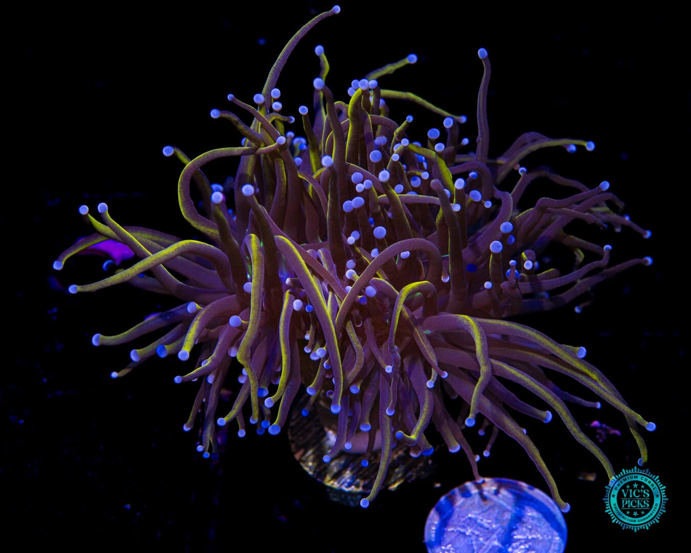 NY Knicks Torch - Actinic Photo